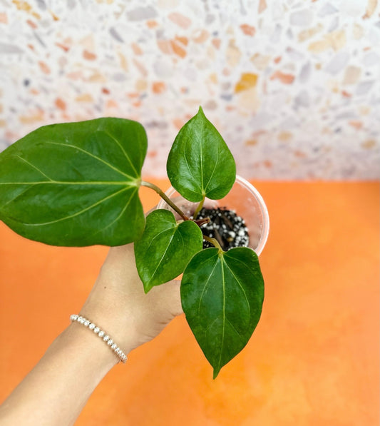 Anthurium Papillilaminum x Ace of Spades - AroidzOasis