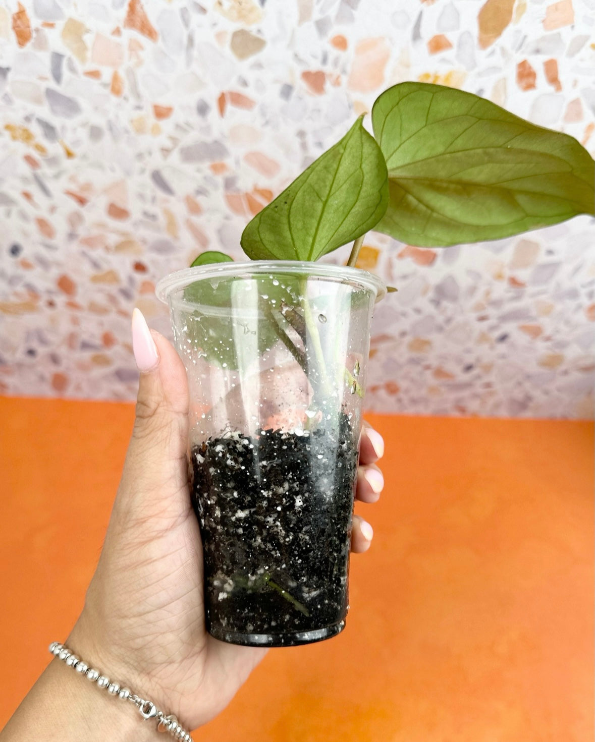 Anthurium Papillilaminum x Ace of Spades - AroidzOasis