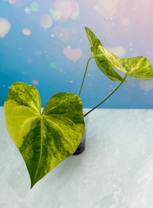 Anthurium Sweet Love Variegated