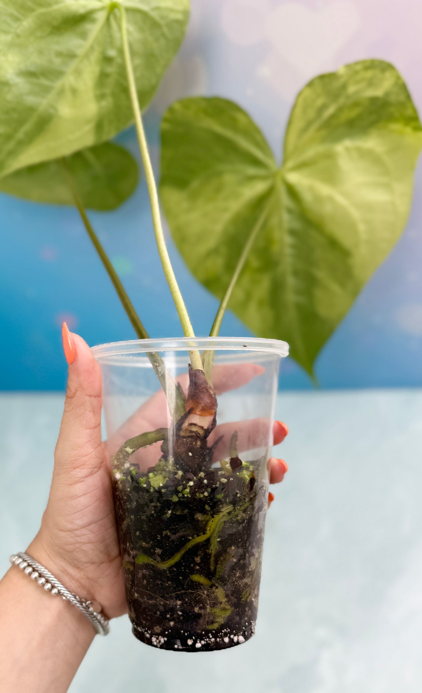 Anthurium Sweet Love Variegated