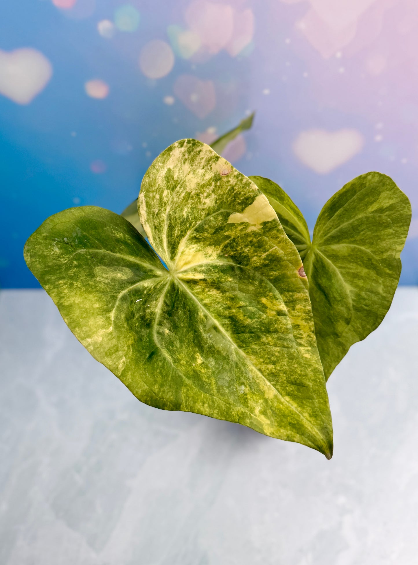 Anthurium Sweet Love Variegated