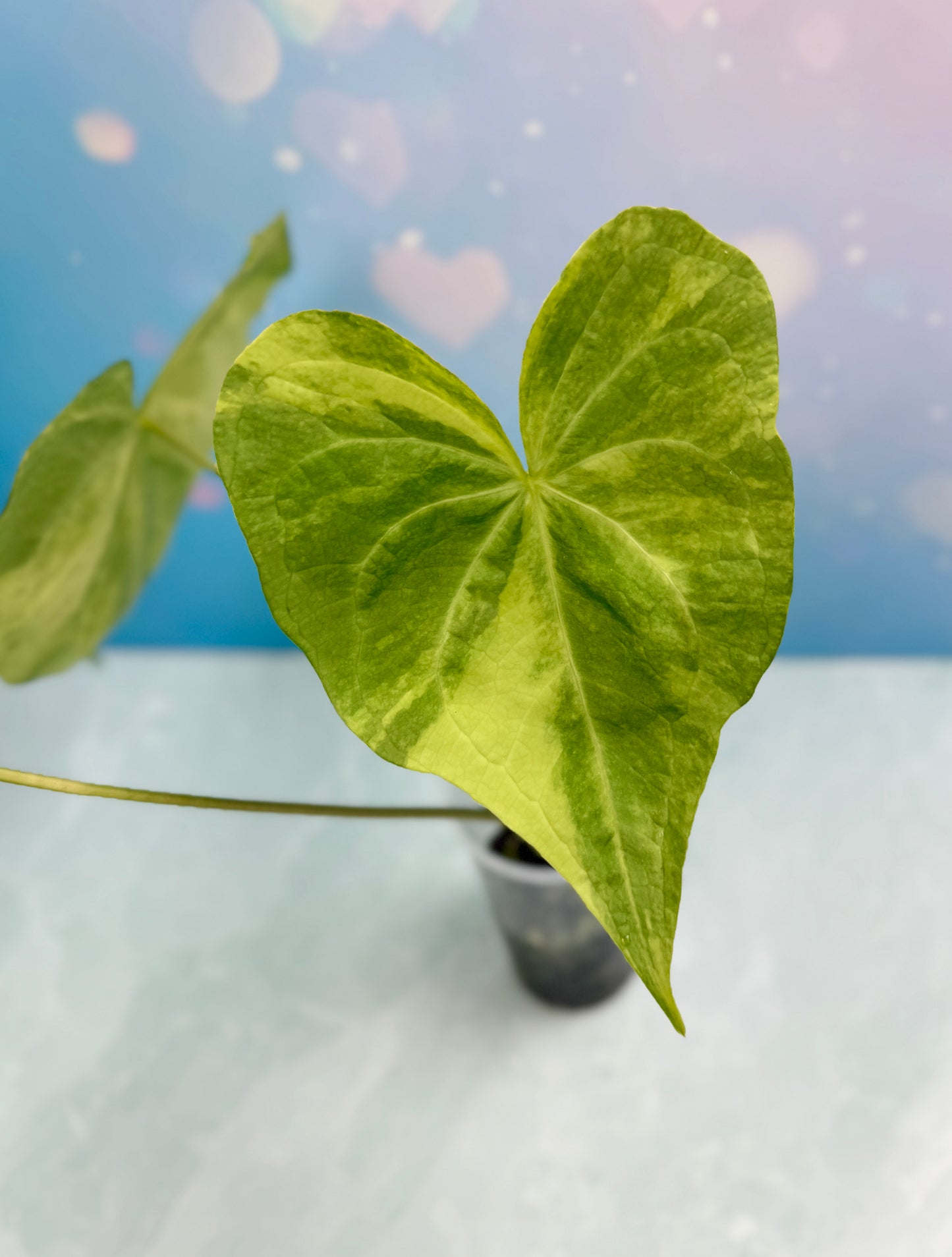 Anthurium Sweet Love Variegated