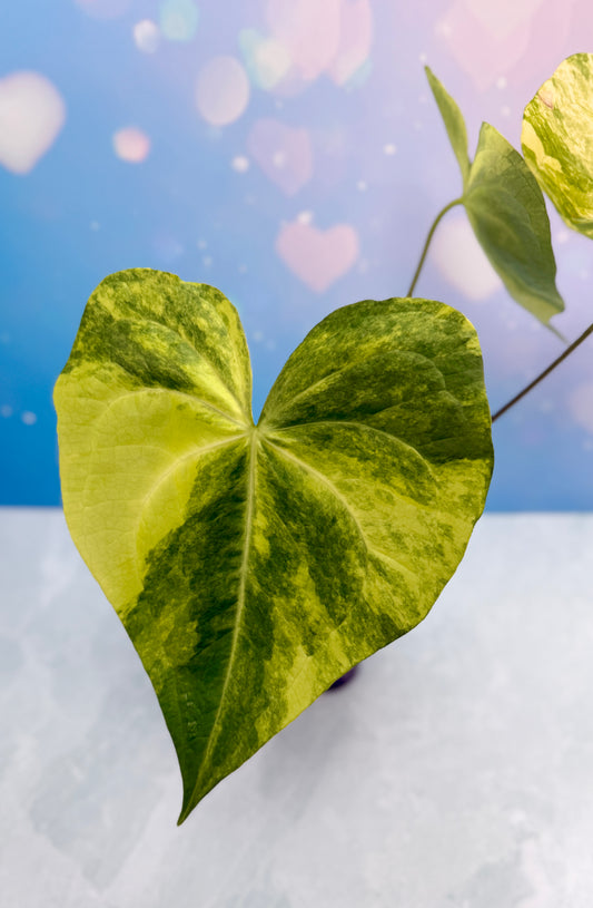 Anthurium Sweet Love Variegated