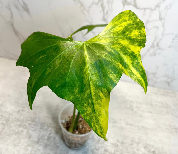 All Plants