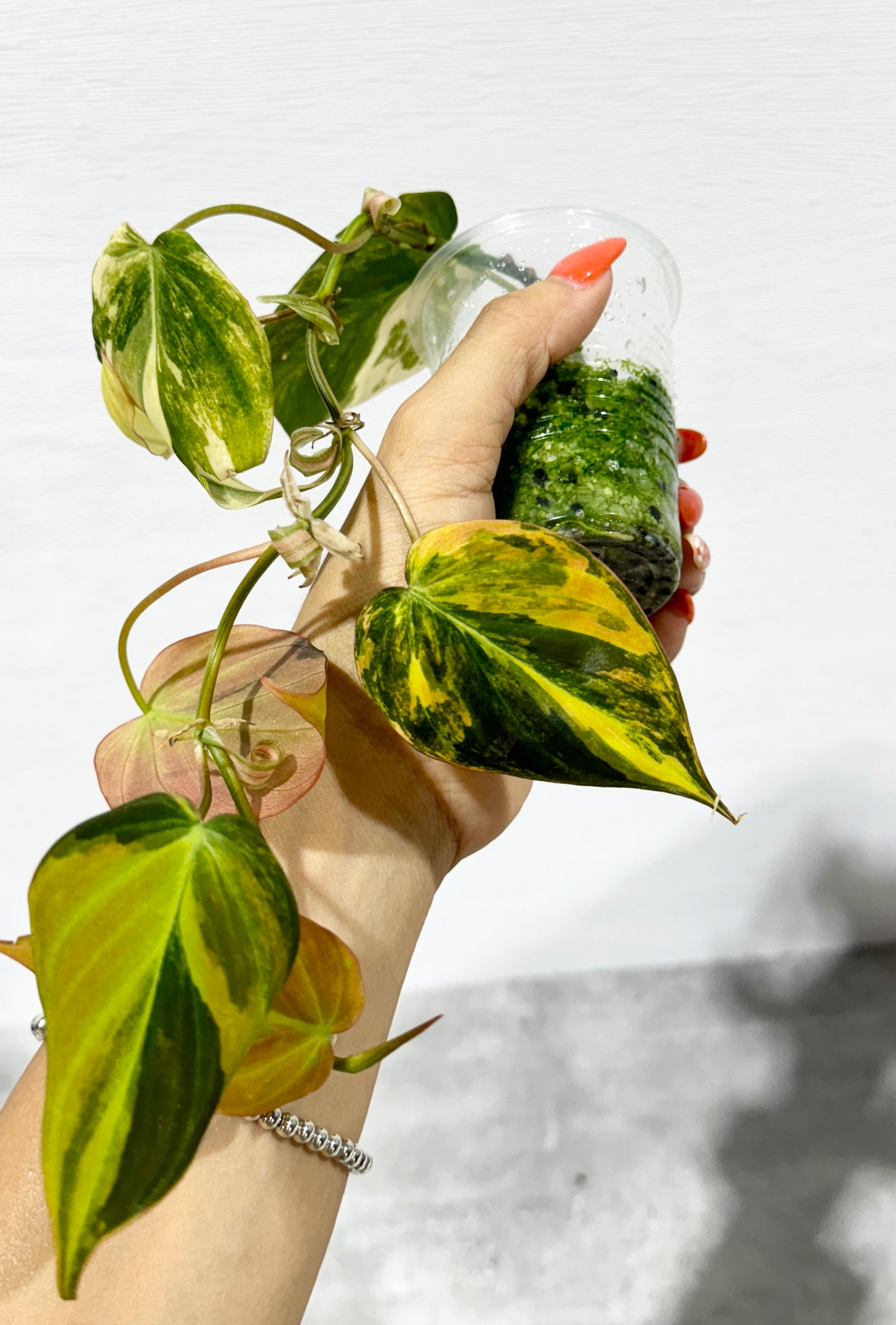 Philodendron Micans variegated