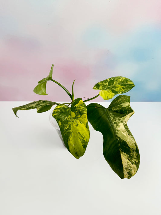 Philodendron bipennifolium variegated 'Violin' - AroidzOasis