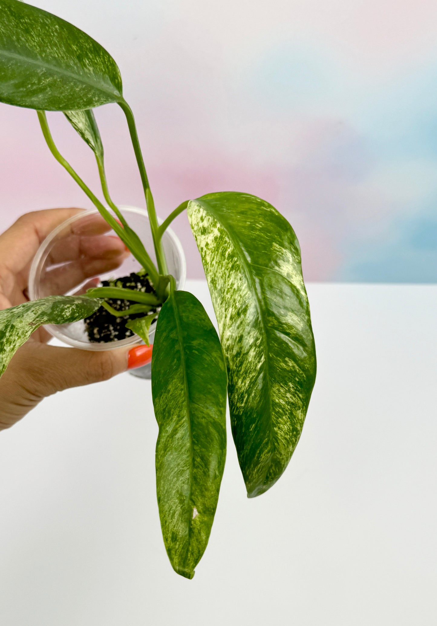 Epipremnum Giganteum Marble Variegated