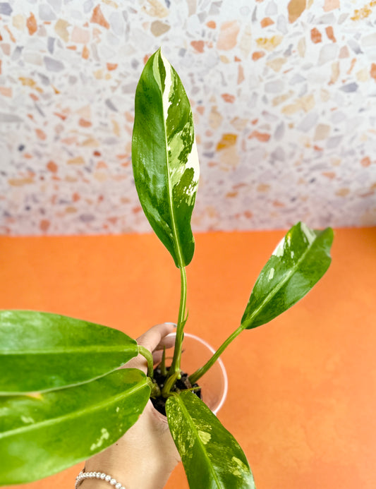 Philodendron Wende Imbe Variegated