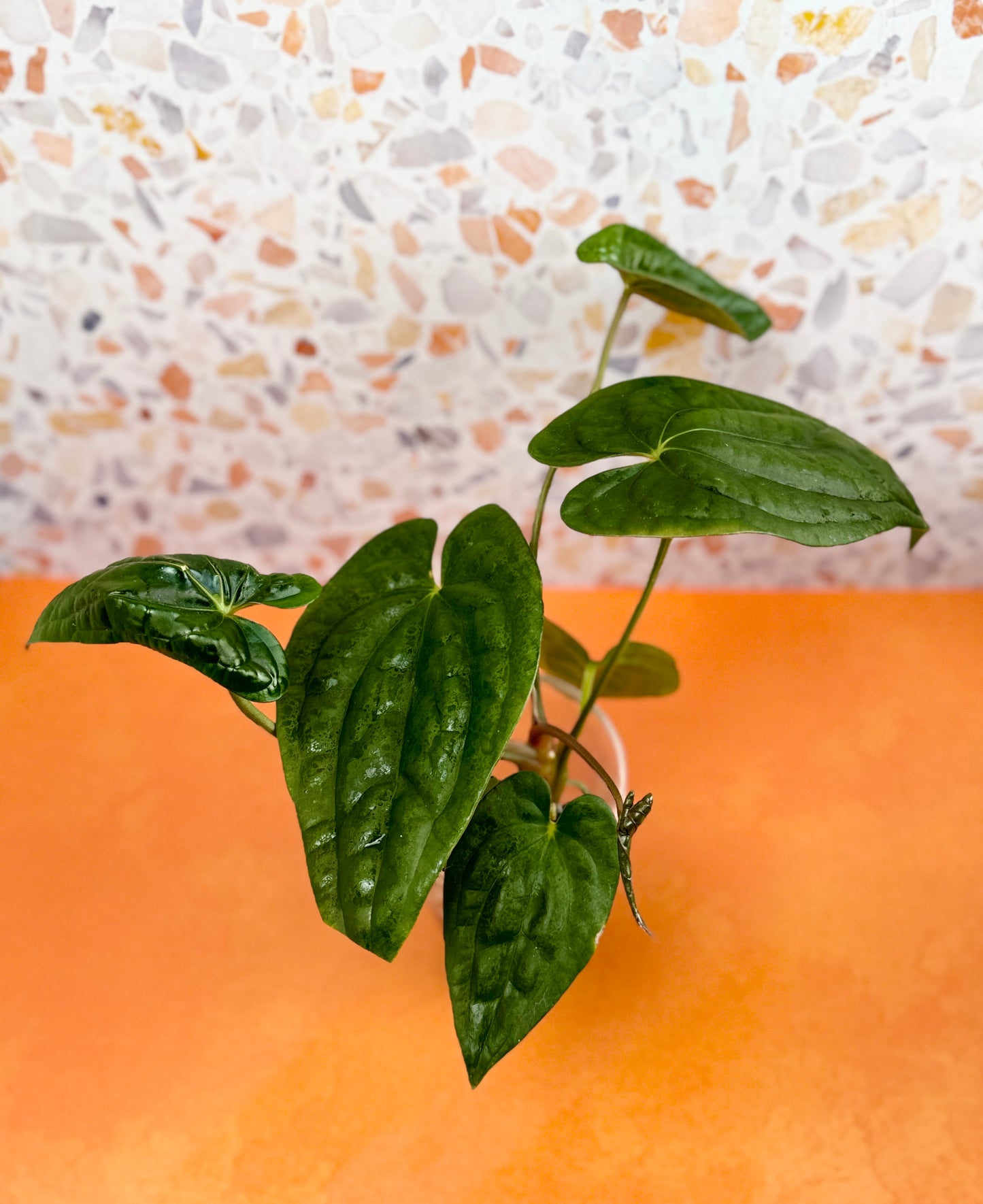 Anthurium Dark Phoenix x Luxurians