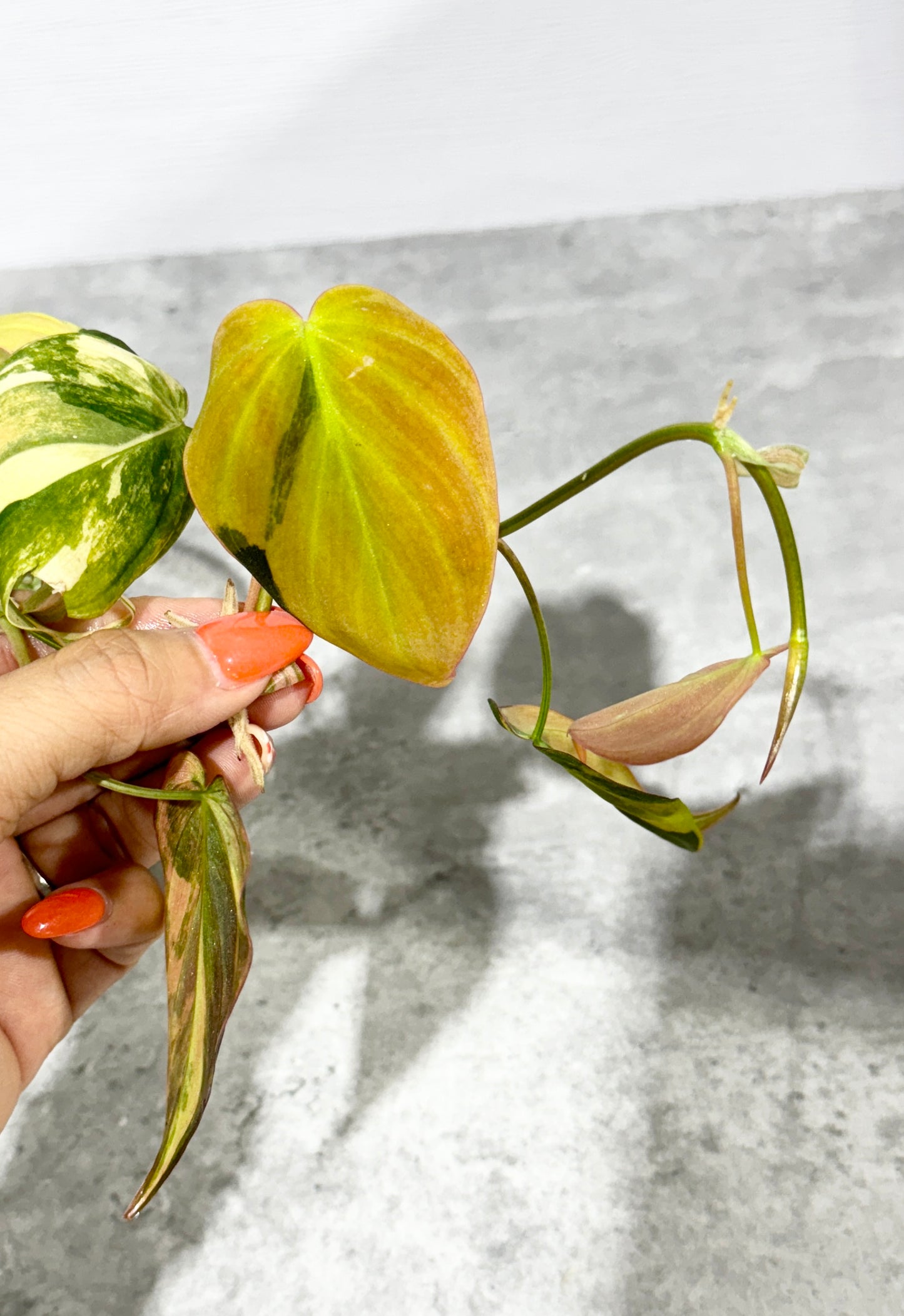 Philodendron Micans variegated