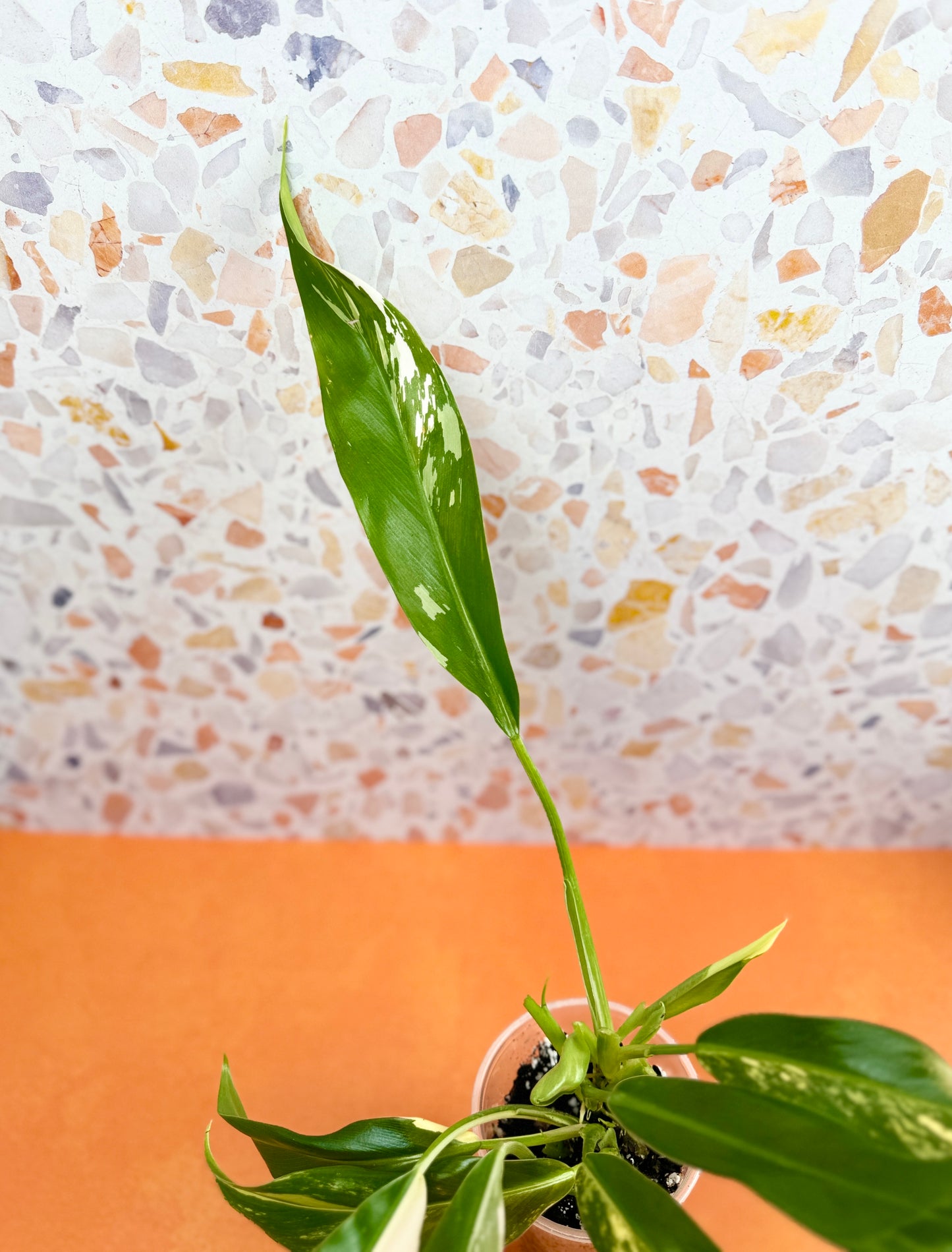 Philodendron Wende Imbe Variegated