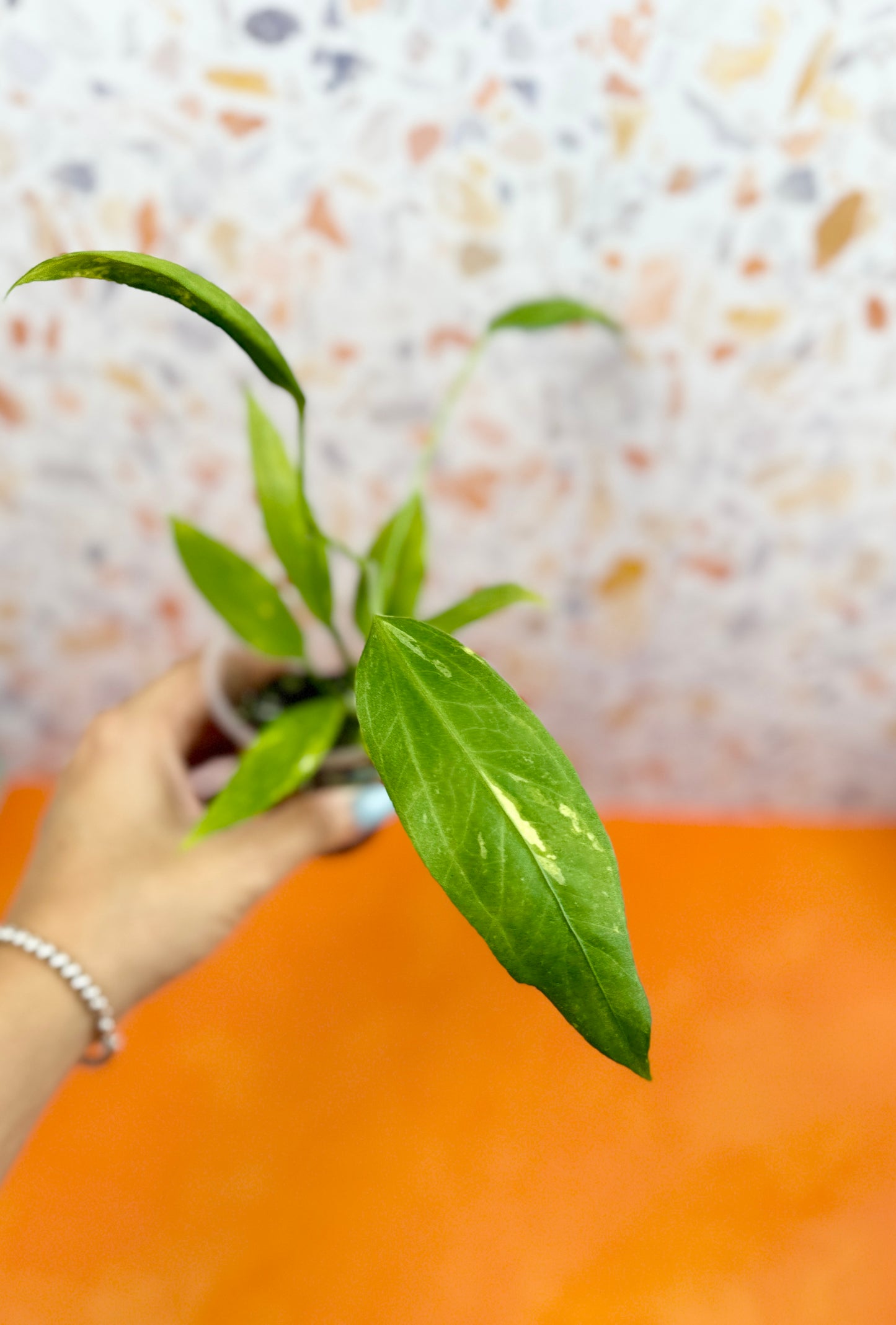 Anthurium Vittarifolium Variegated