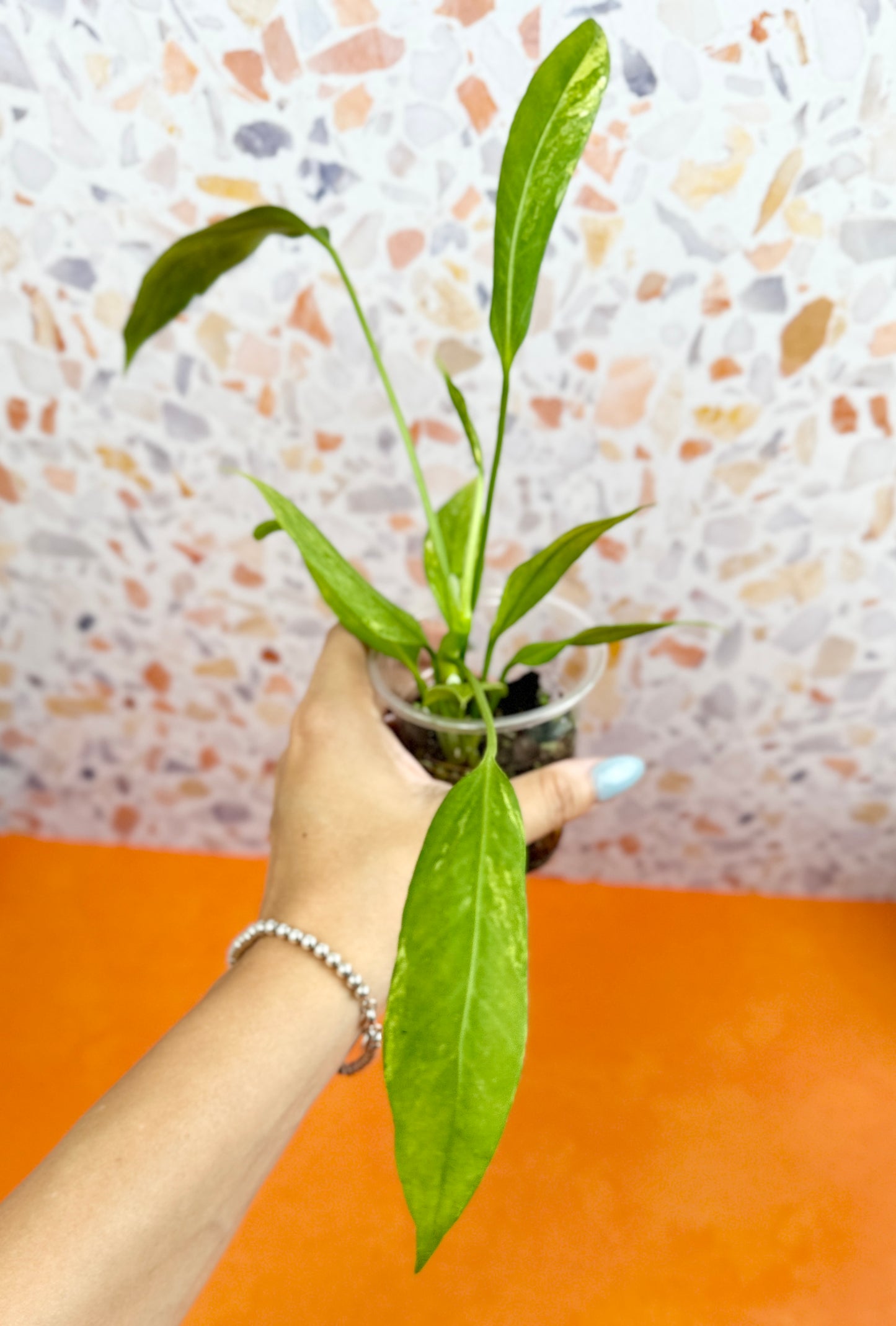 Anthurium Vittarifolium Variegated