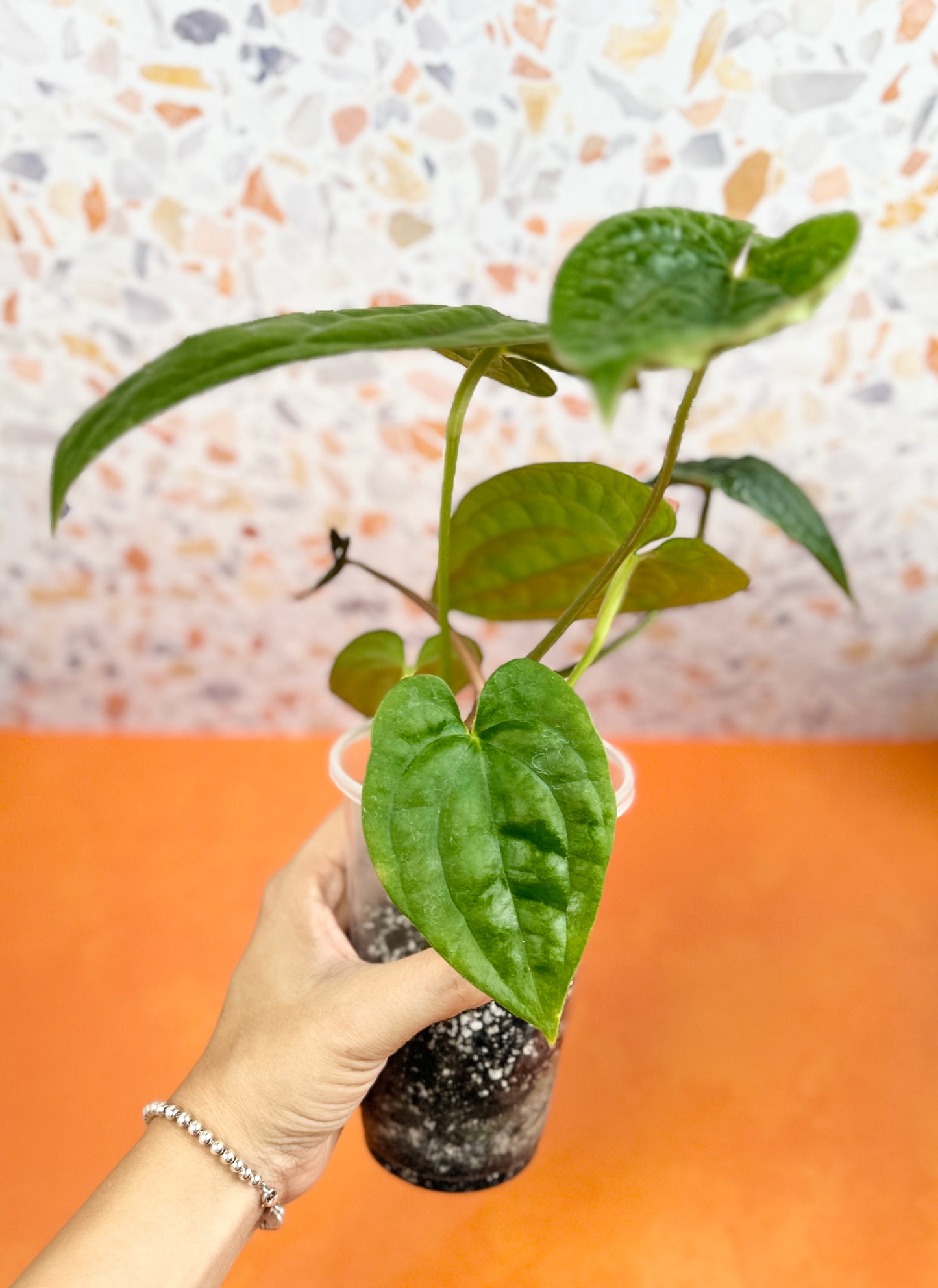 Anthurium Dark Phoenix x Luxurians