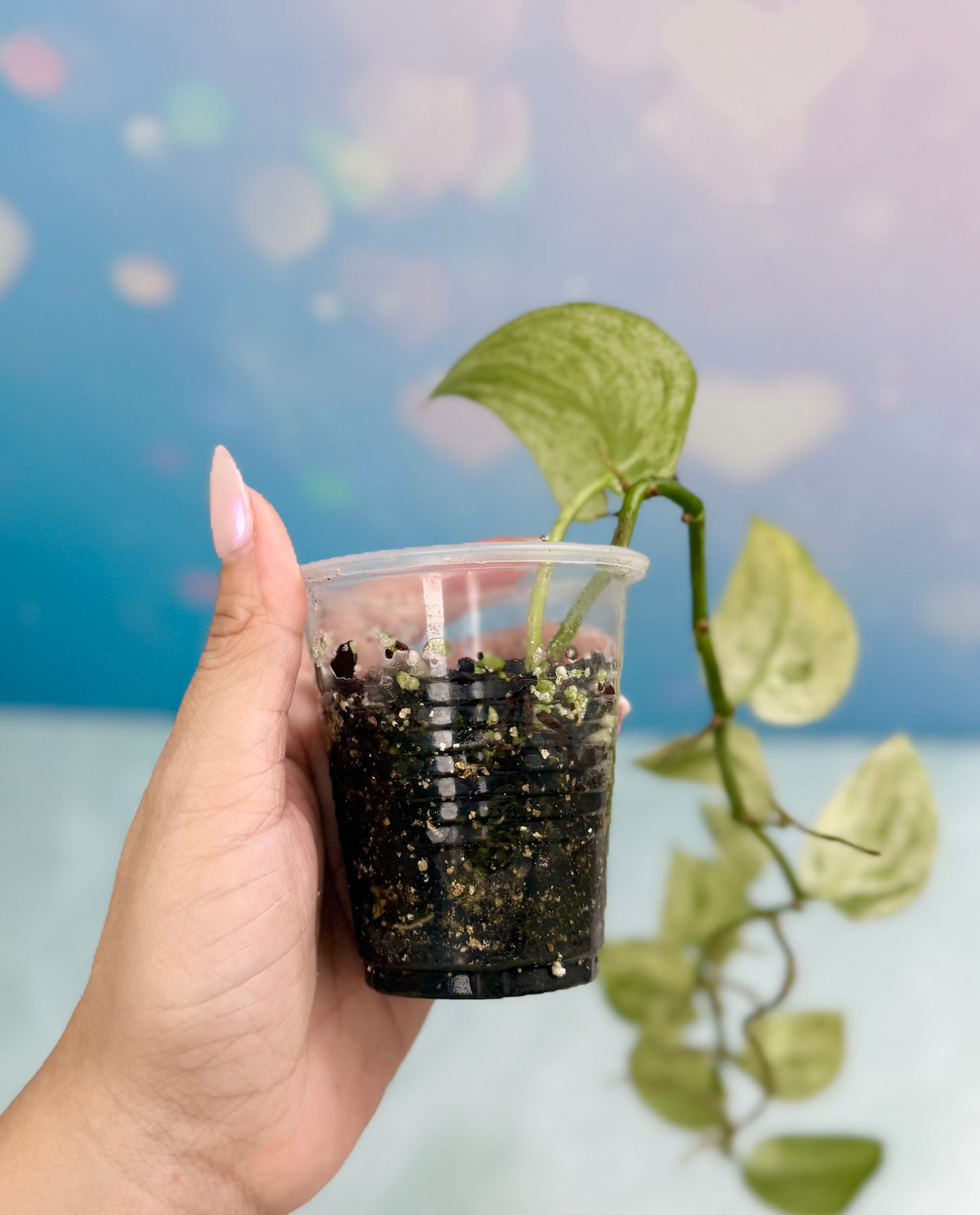 Scindapsus Creme Brulee