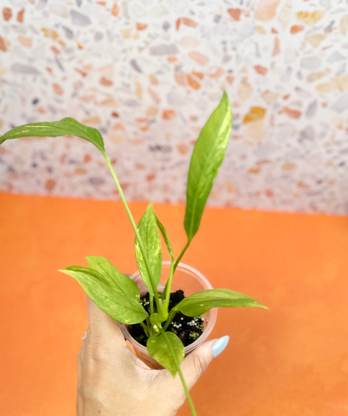 Anthurium Vittarifolium Variegated