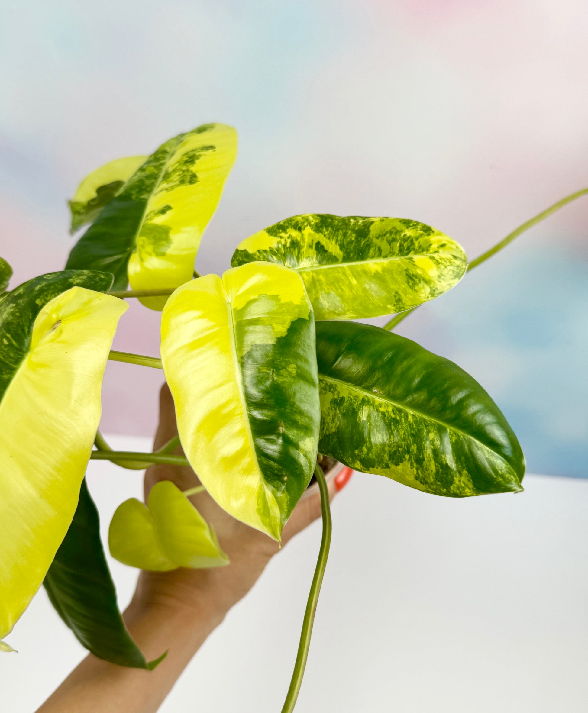 Philodendron Burle Marx Variegated - AroidzOasis