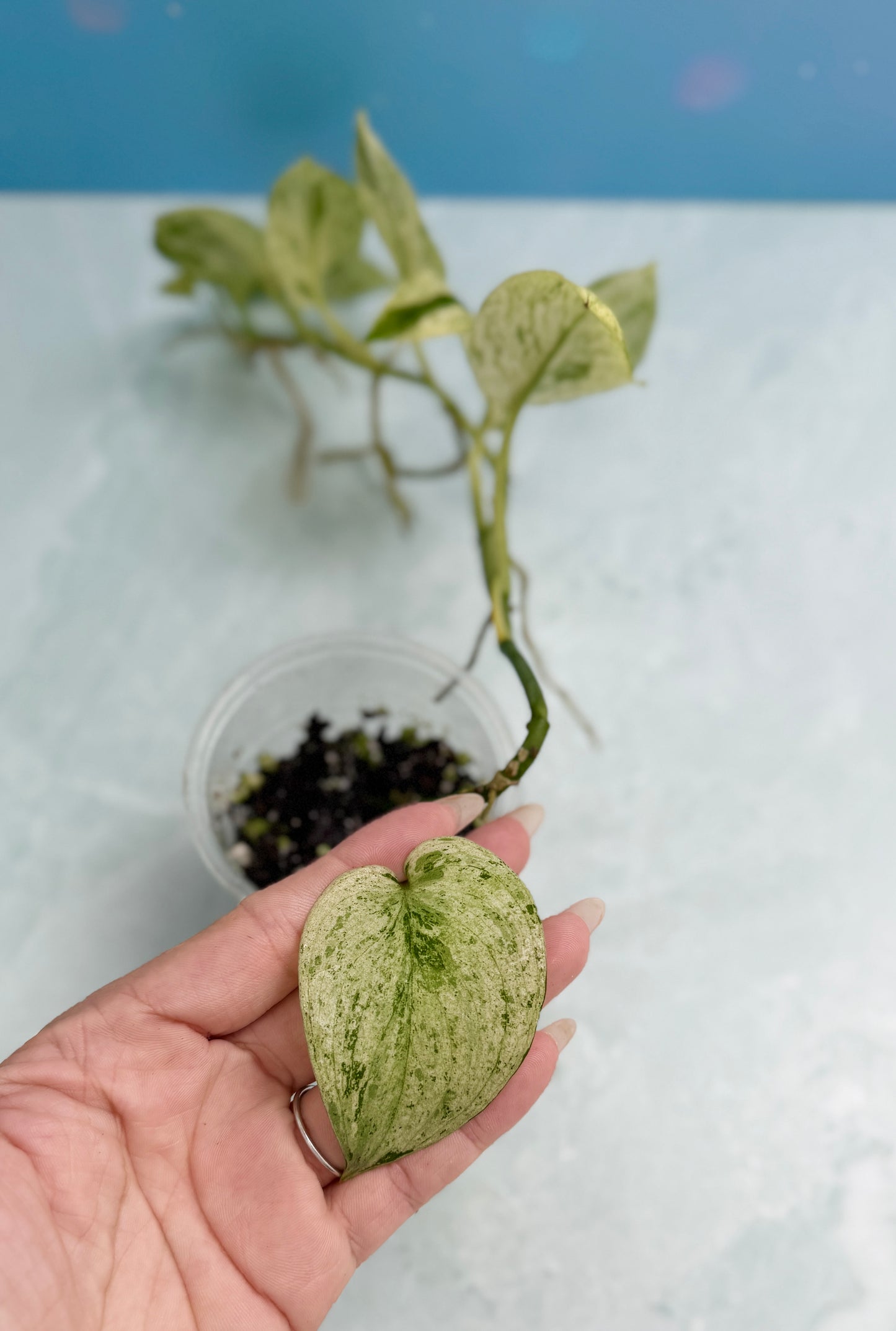 Scindapsus Creme Brulee