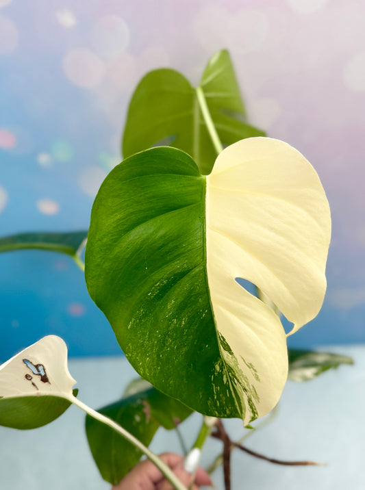 Monstera Albo