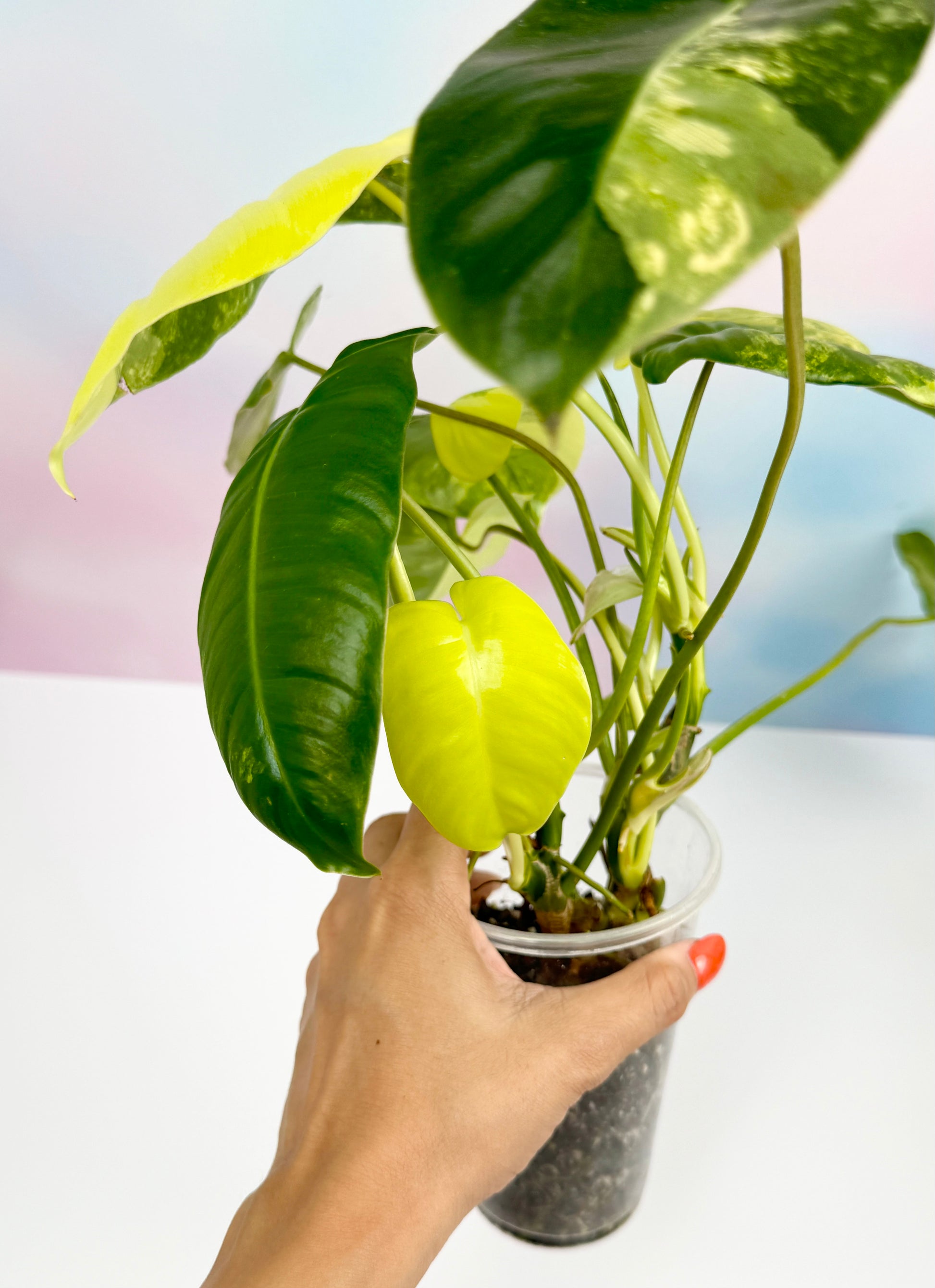 Philodendron Burle Marx Variegated - AroidzOasis