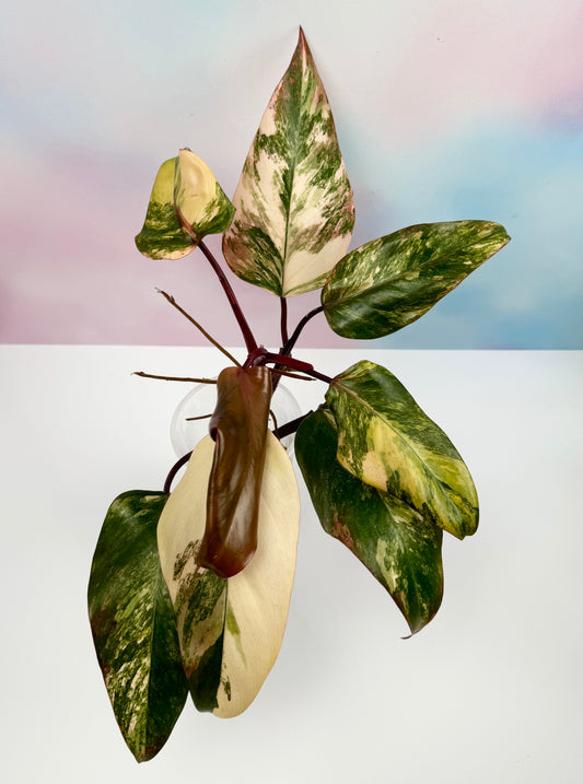 Philodendron Strawberry Shake - AroidzOasis