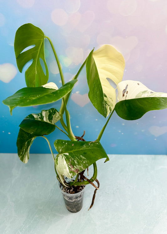 Monstera Albo