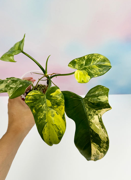 Philodendron bipennifolium variegated 'Violin' - AroidzOasis
