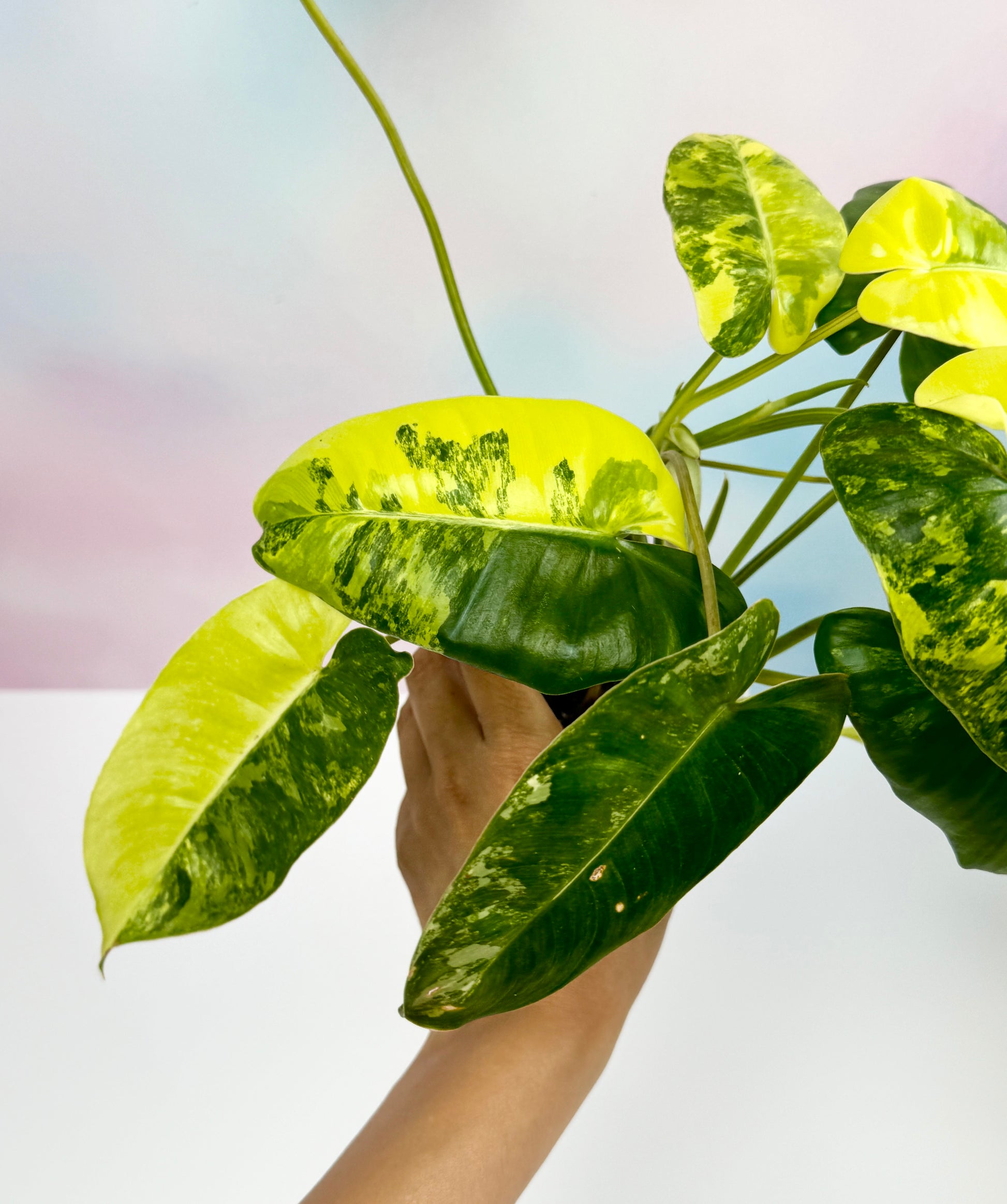 Philodendron Burle Marx Variegated - AroidzOasis