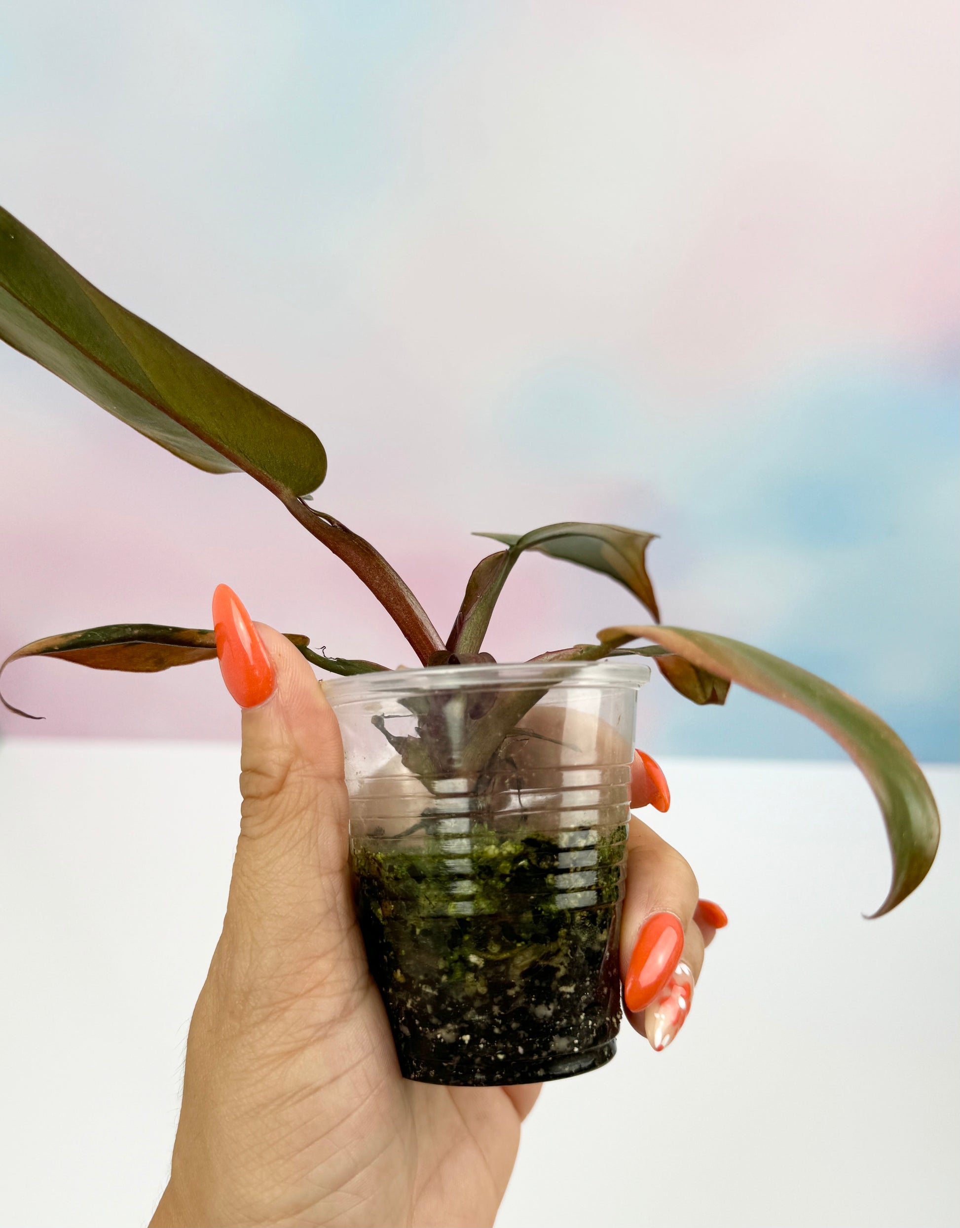 Philodendron Black Cardinal Variegated - AroidzOasis