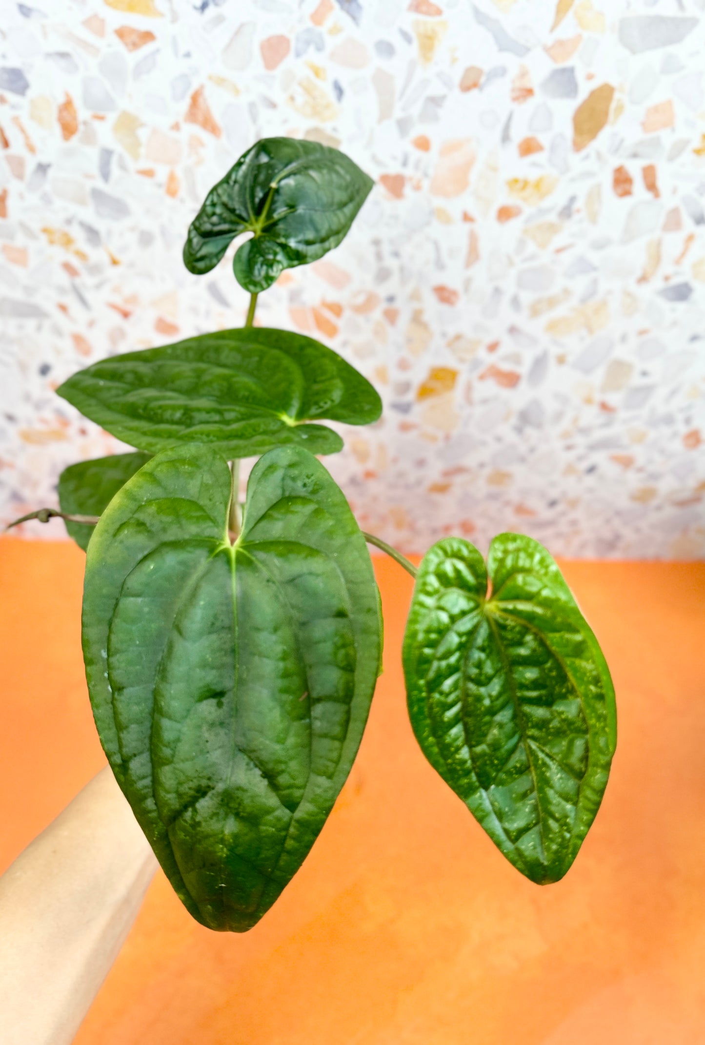 Anthurium Dark Phoenix x Luxurians