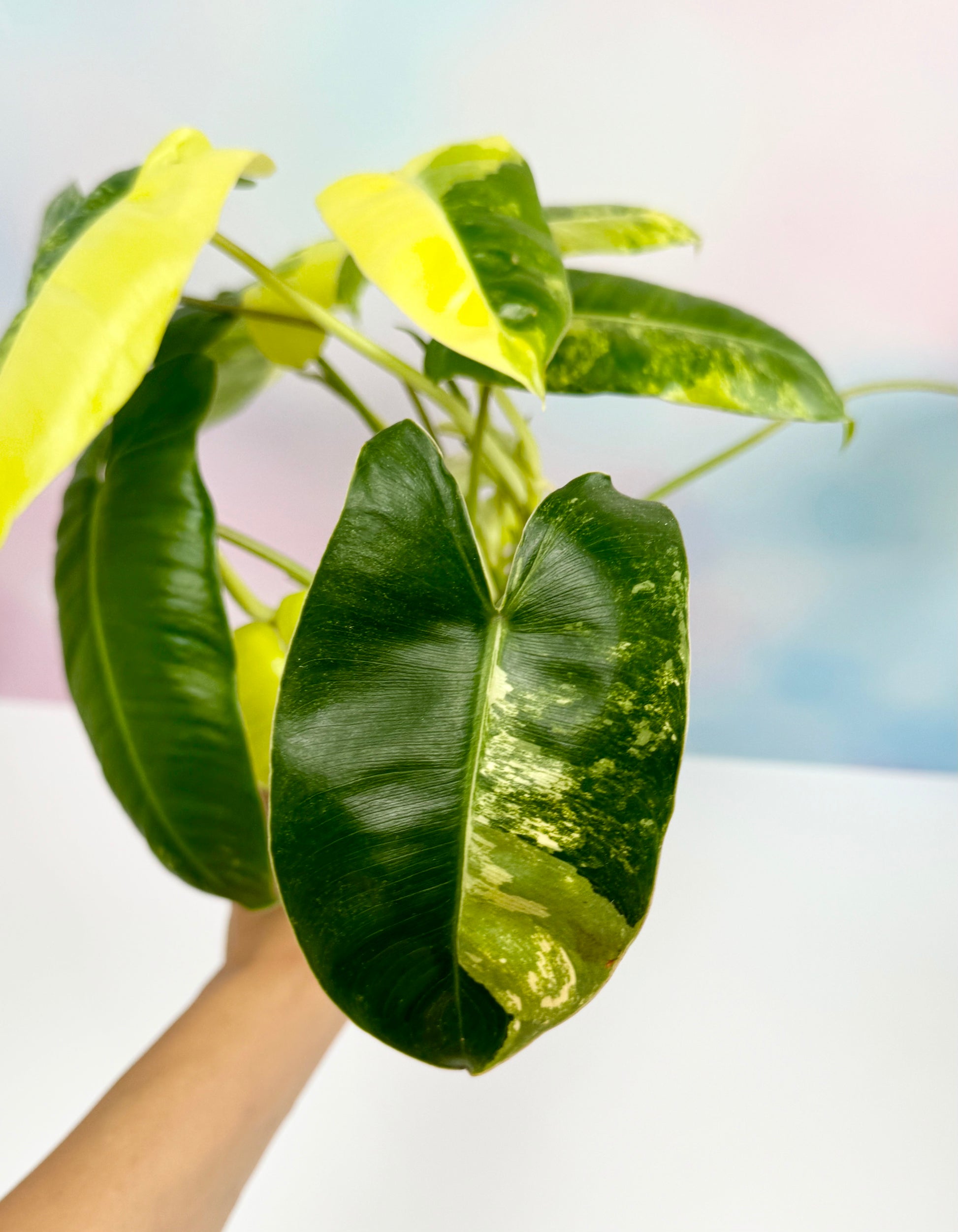 Philodendron Burle Marx Variegated - AroidzOasis