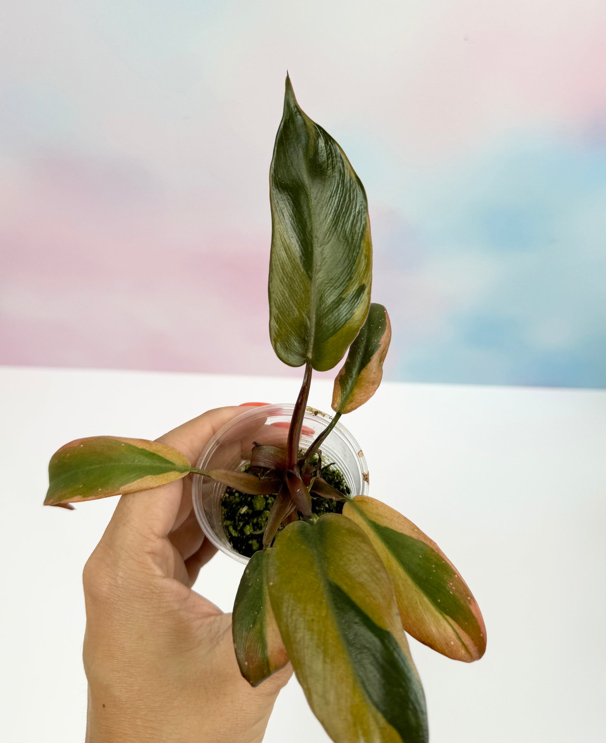 Philodendron Black Cardinal Variegated - AroidzOasis