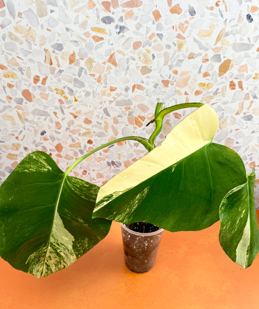 Monstera Borsigiana Aurea - AroidzOasis