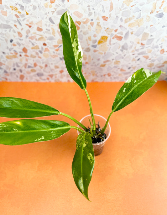 Philodendron Wende Imbe Variegated