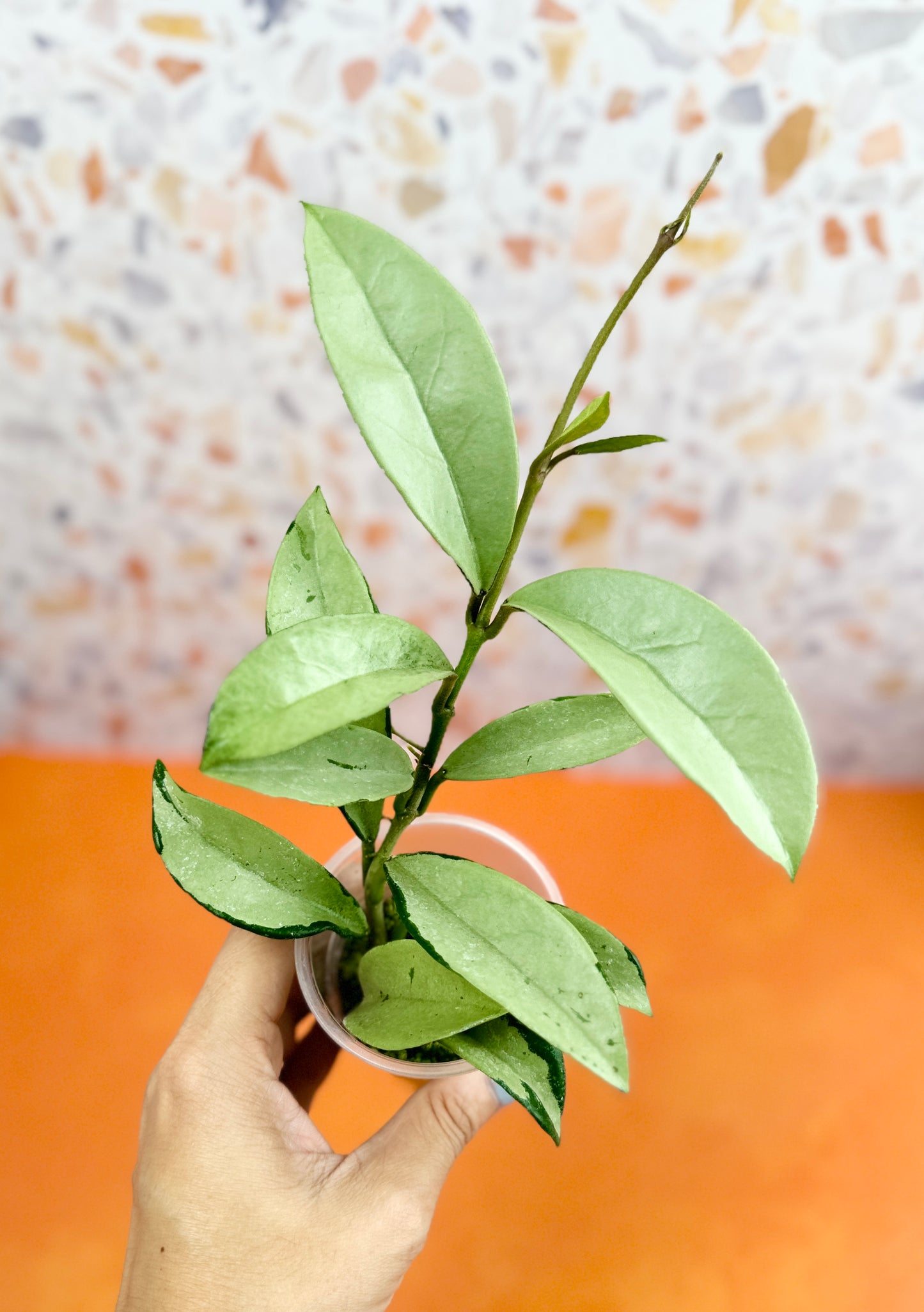 Hoya Silver Moon