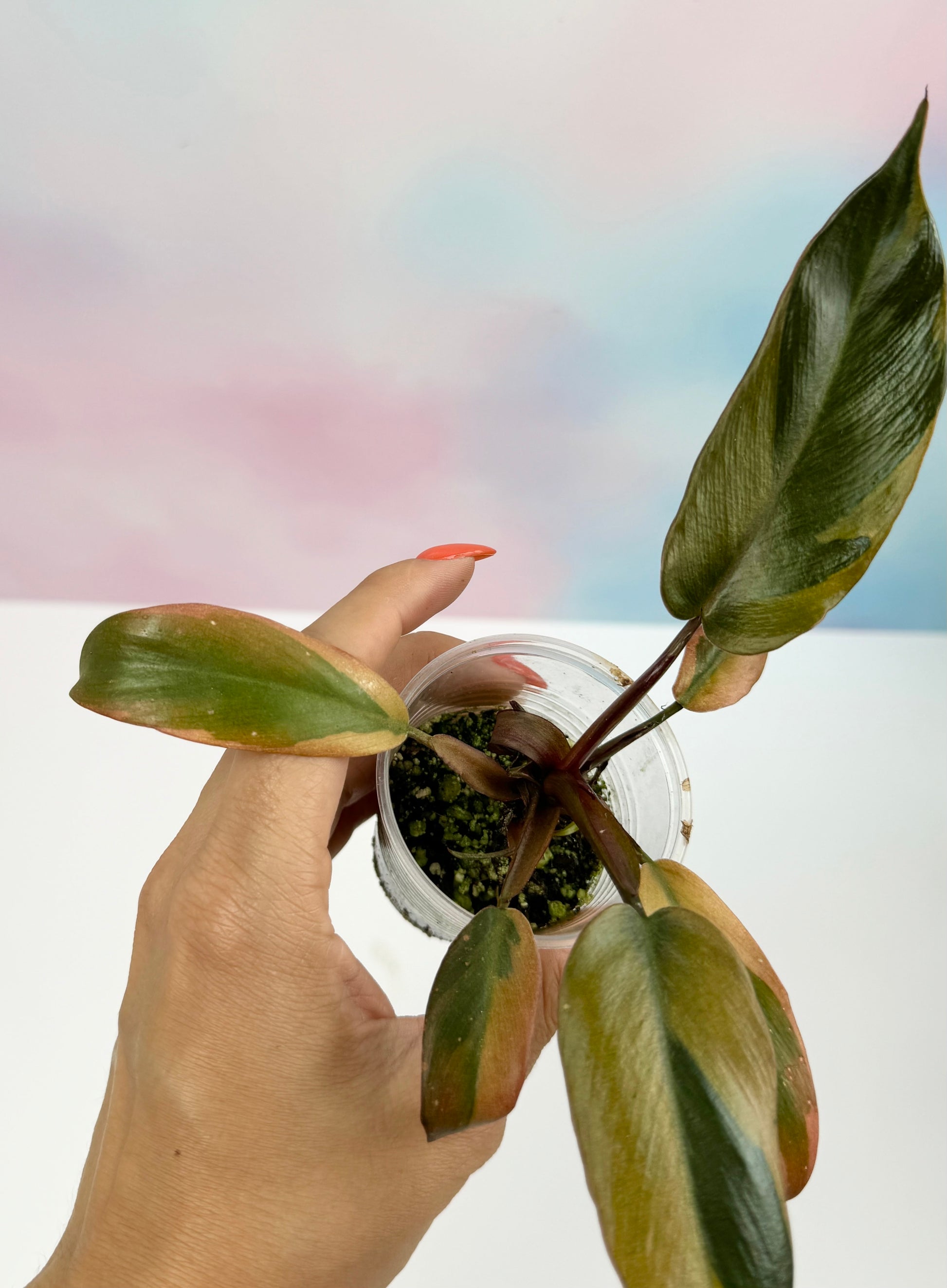 Philodendron Black Cardinal Variegated - AroidzOasis