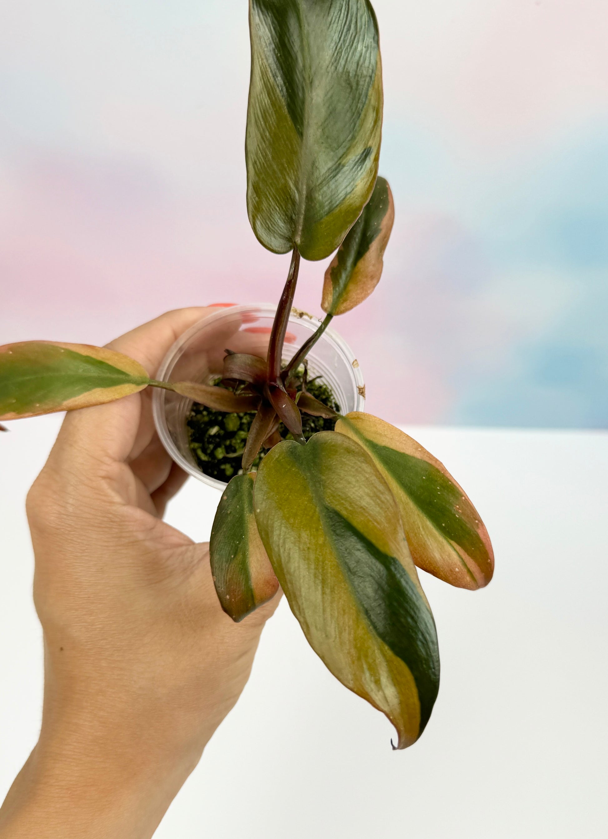 Philodendron Black Cardinal Variegated - AroidzOasis