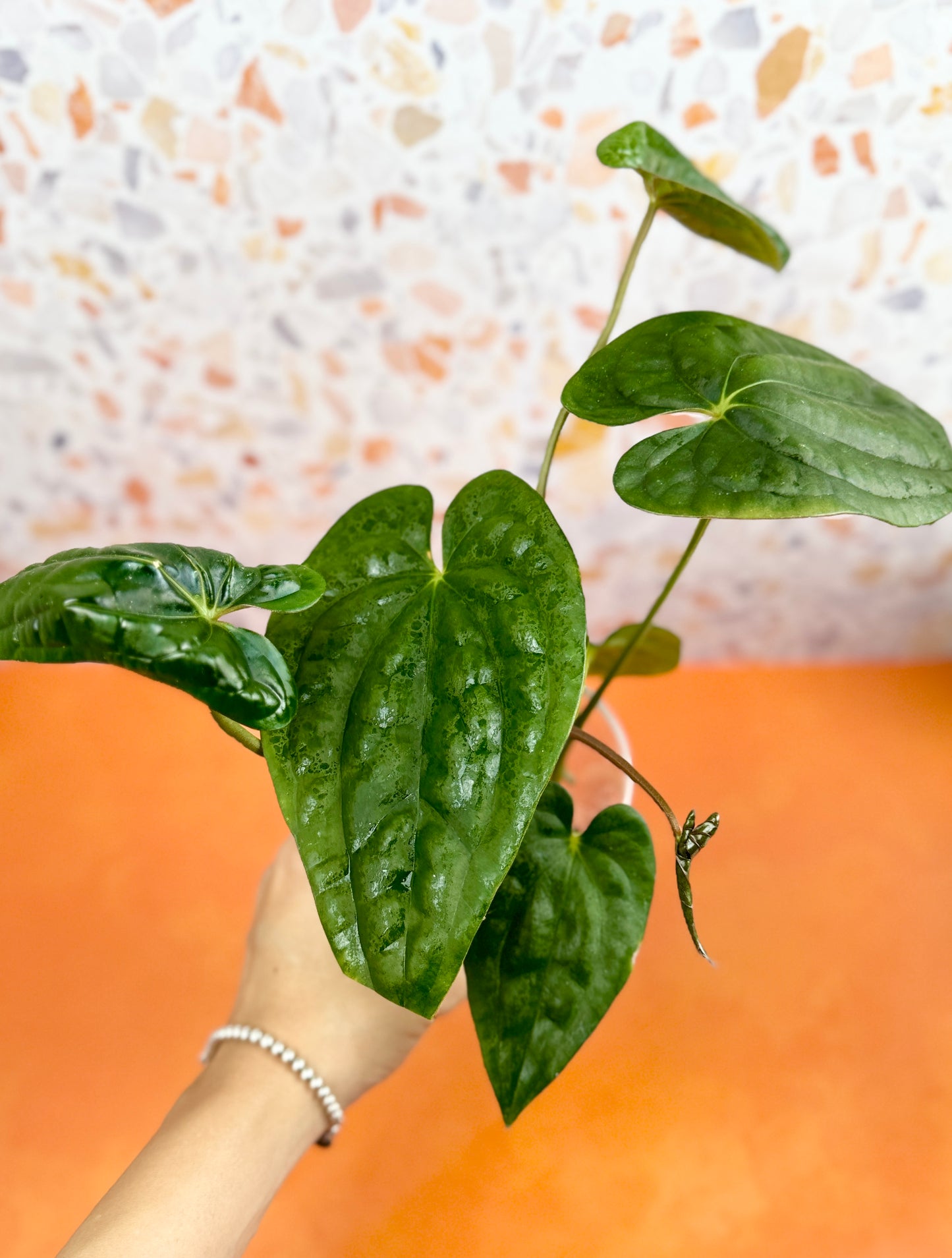 Anthurium Dark Phoenix x Luxurians