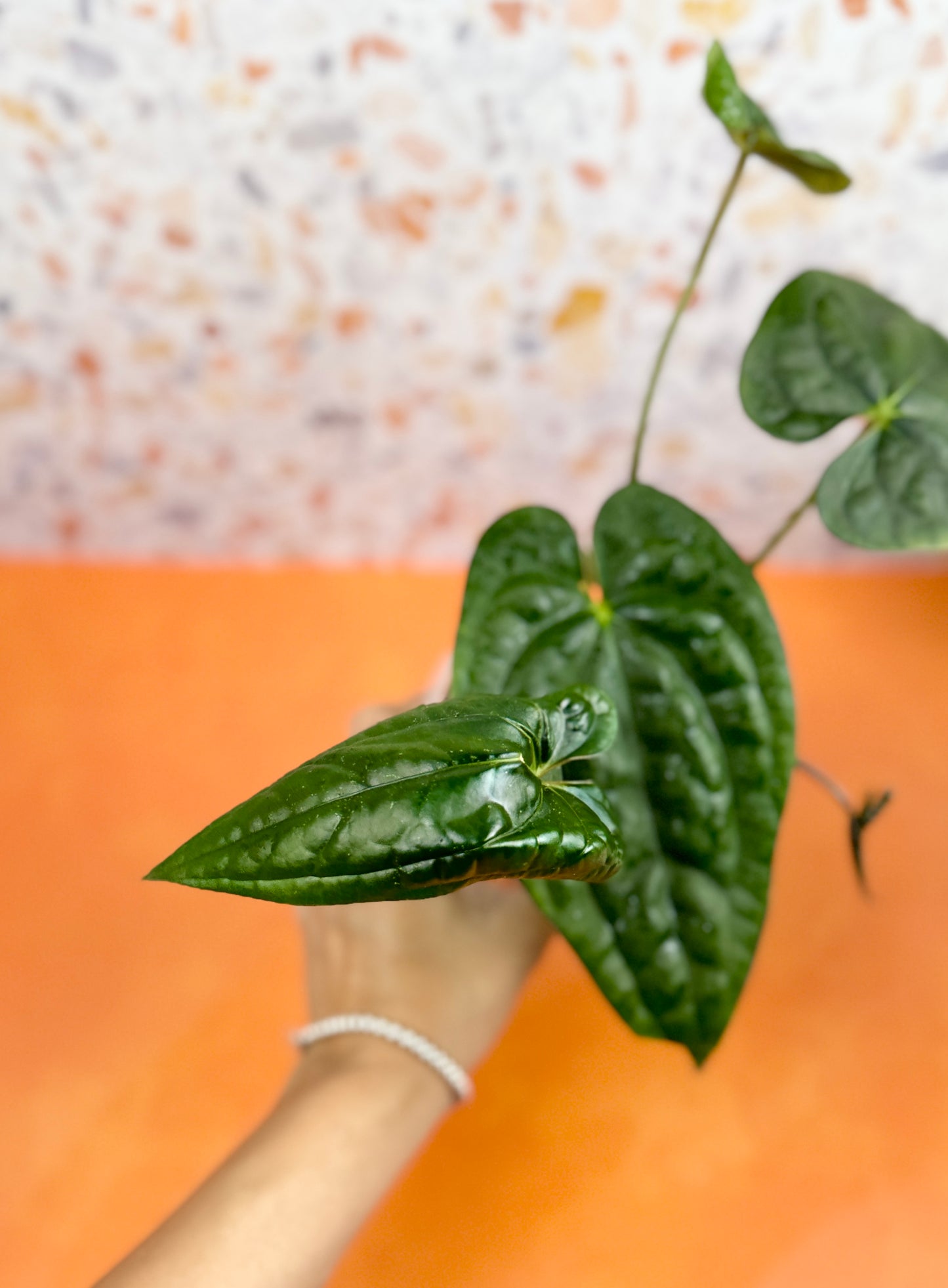 Anthurium Dark Phoenix x Luxurians