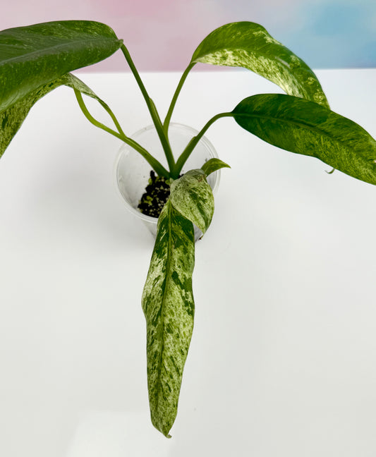 Epipremnum Giganteum Marble Variegated