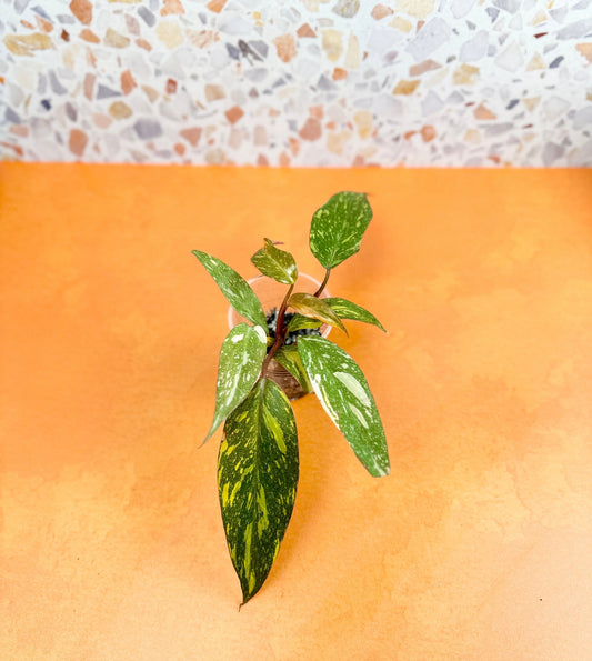 Philodendron Orange Princess - AroidzOasis