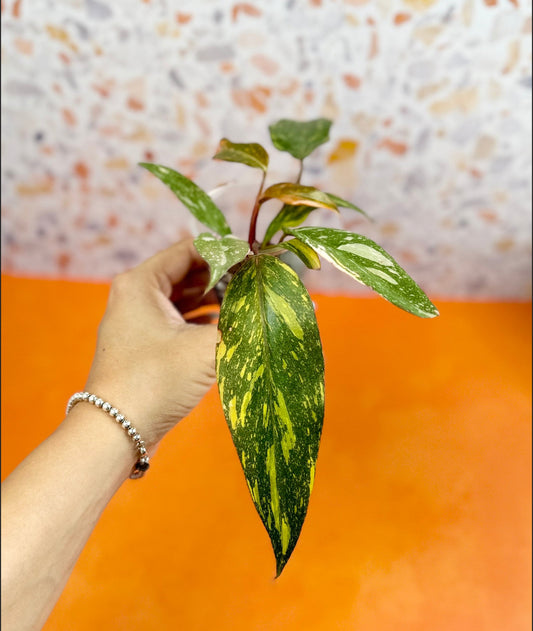 Philodendron Orange Princess - AroidzOasis