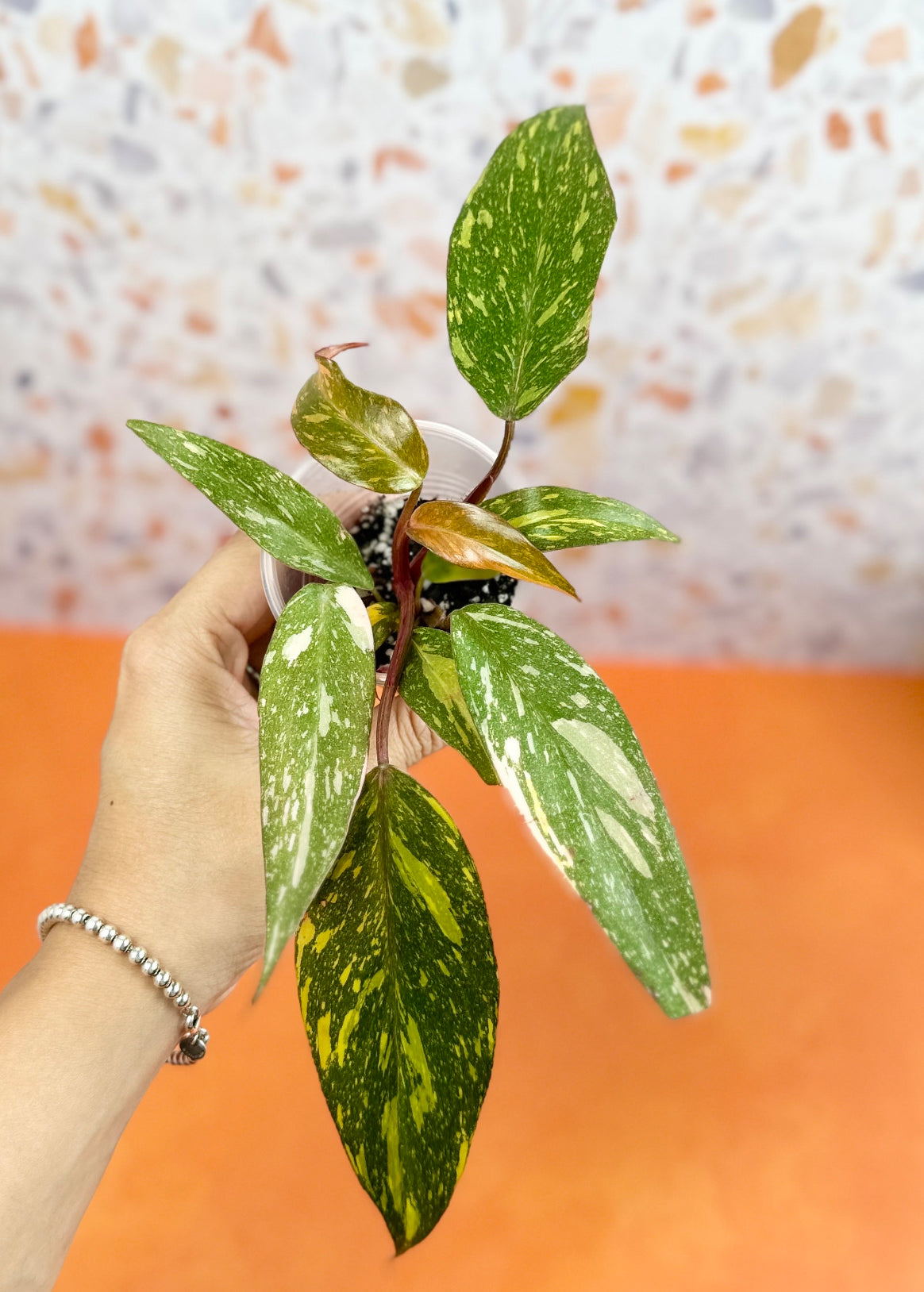Philodendron Orange Princess - AroidzOasis