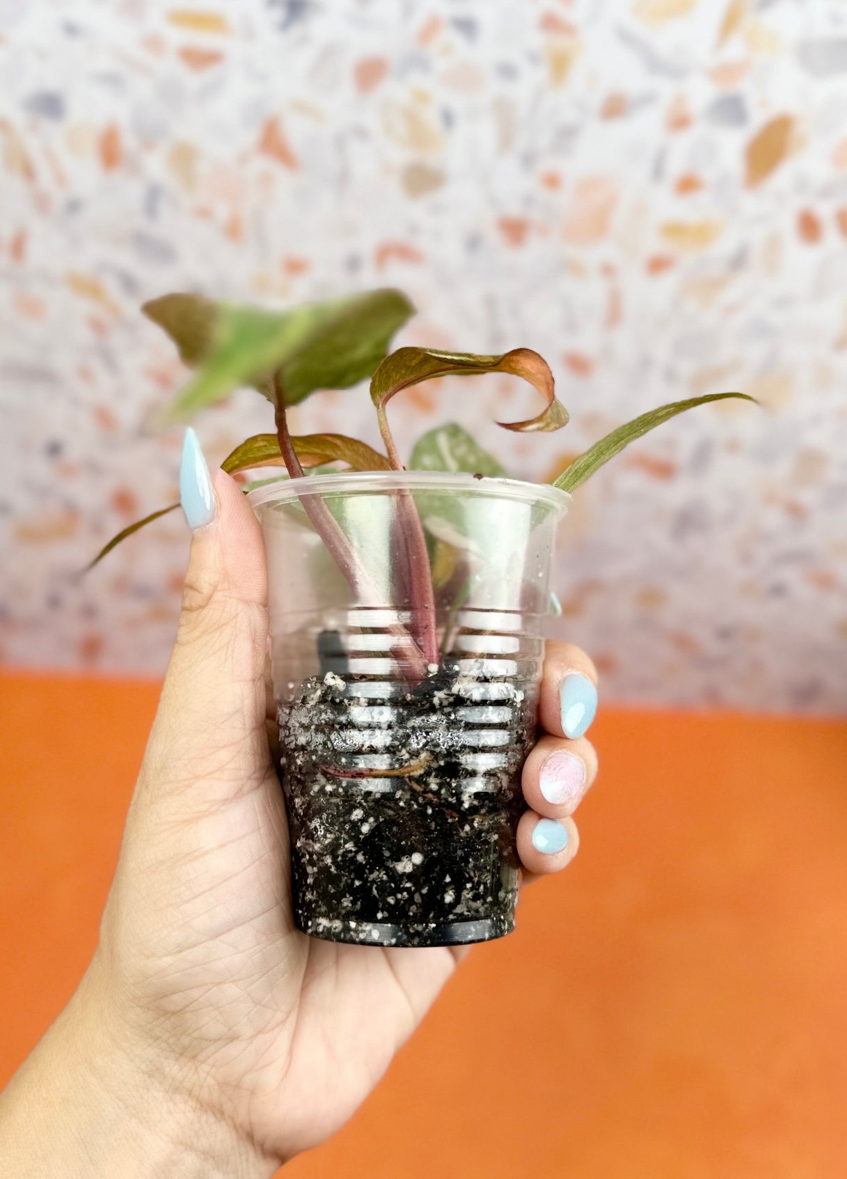 Philodendron Orange Princess - AroidzOasis