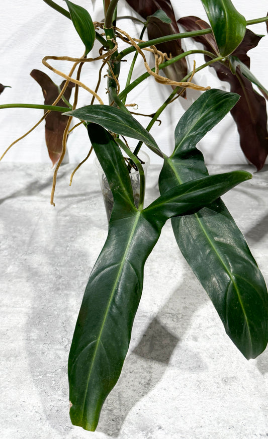 Philodendron Longilobatum ‘Lelano Miyano’