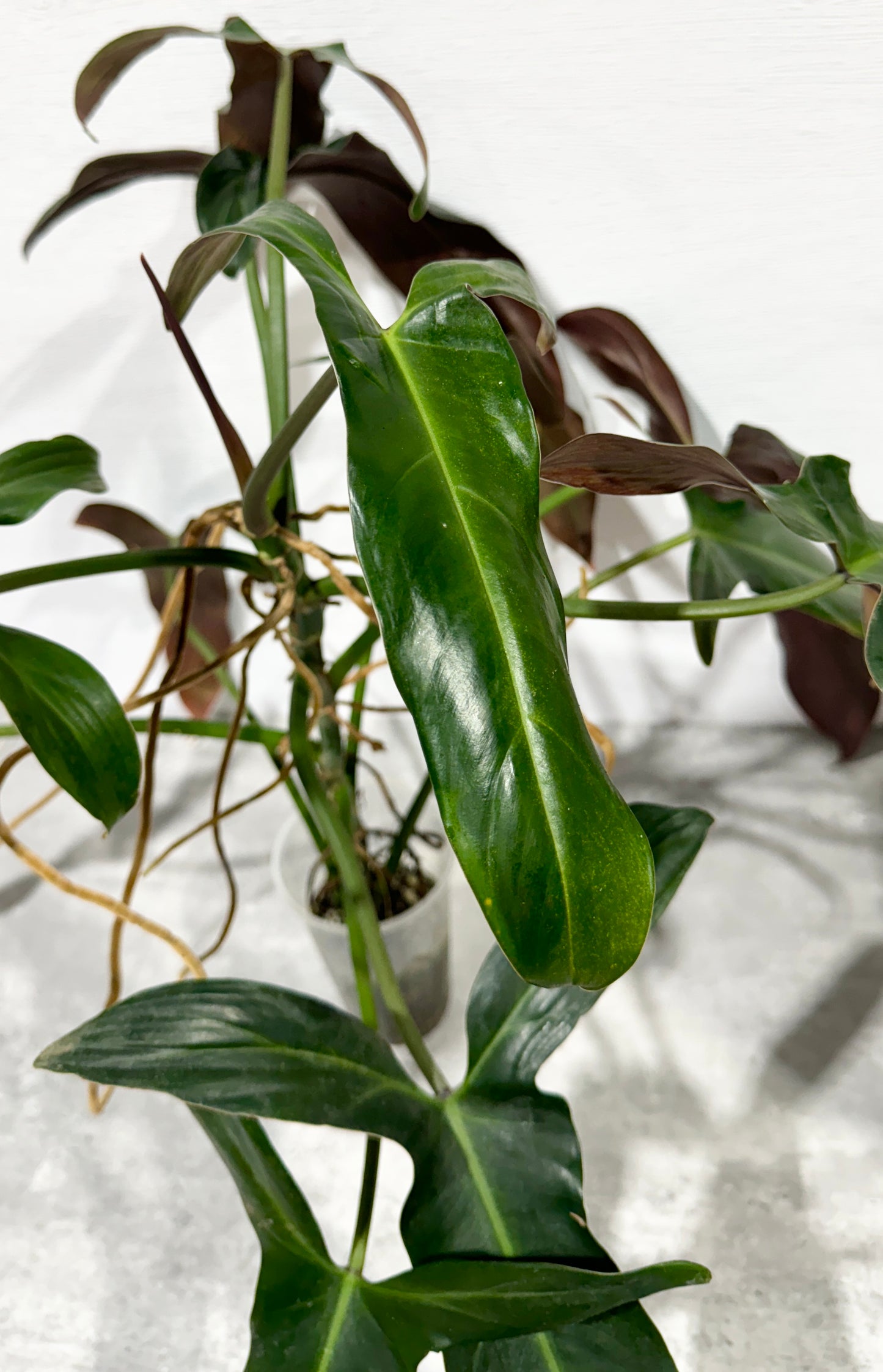 Philodendron Longilobatum ‘Lelano Miyano’