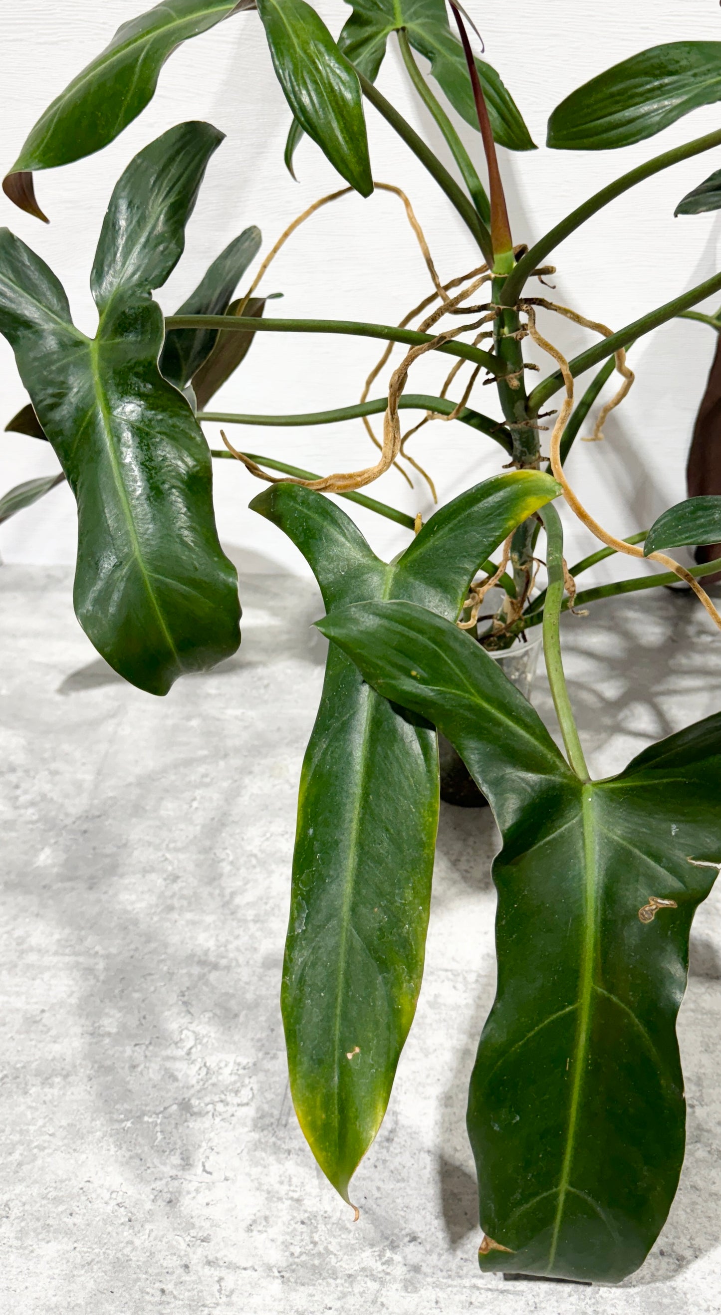 Philodendron Longilobatum ‘Lelano Miyano’