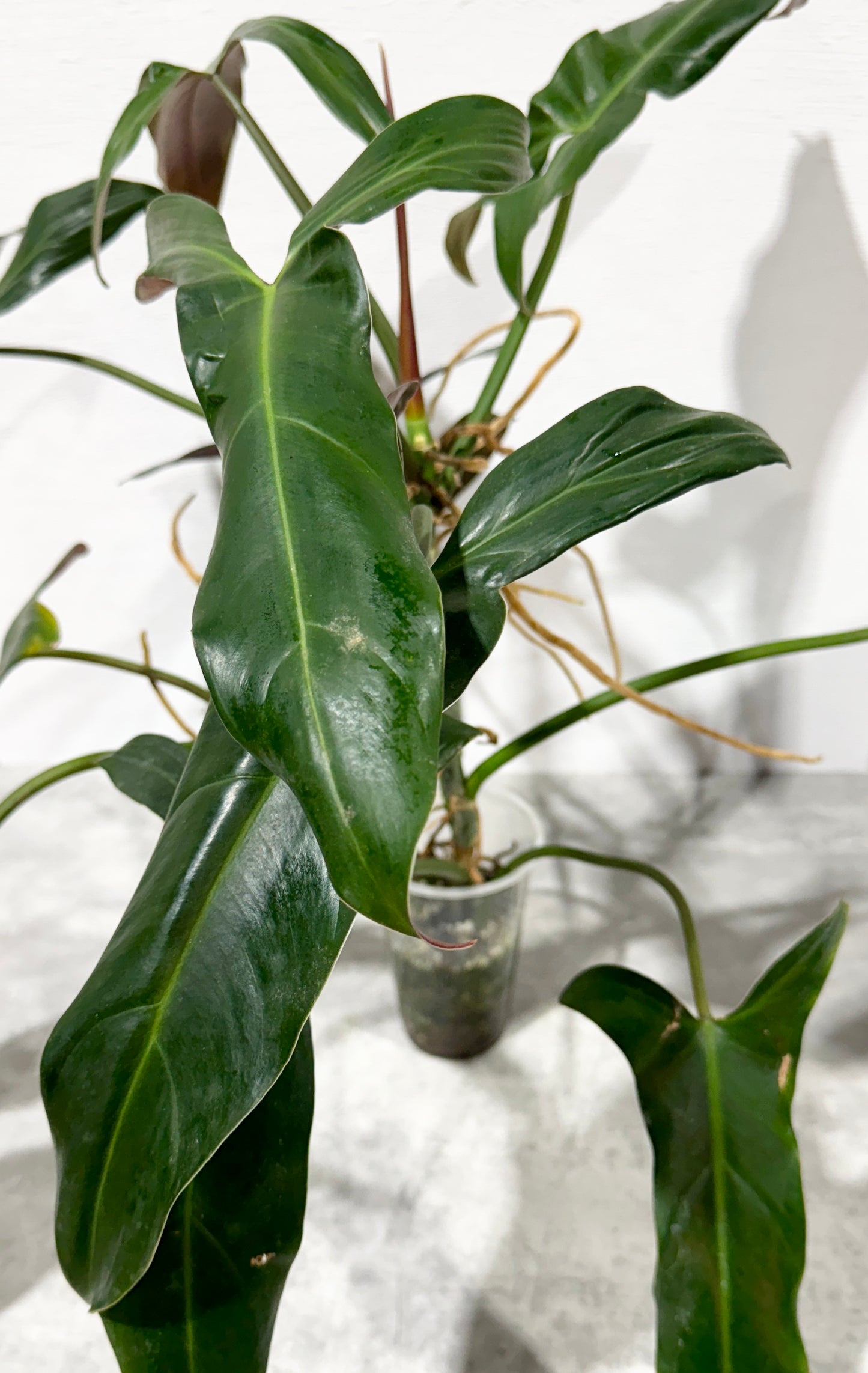 Philodendron Longilobatum ‘Lelano Miyano’