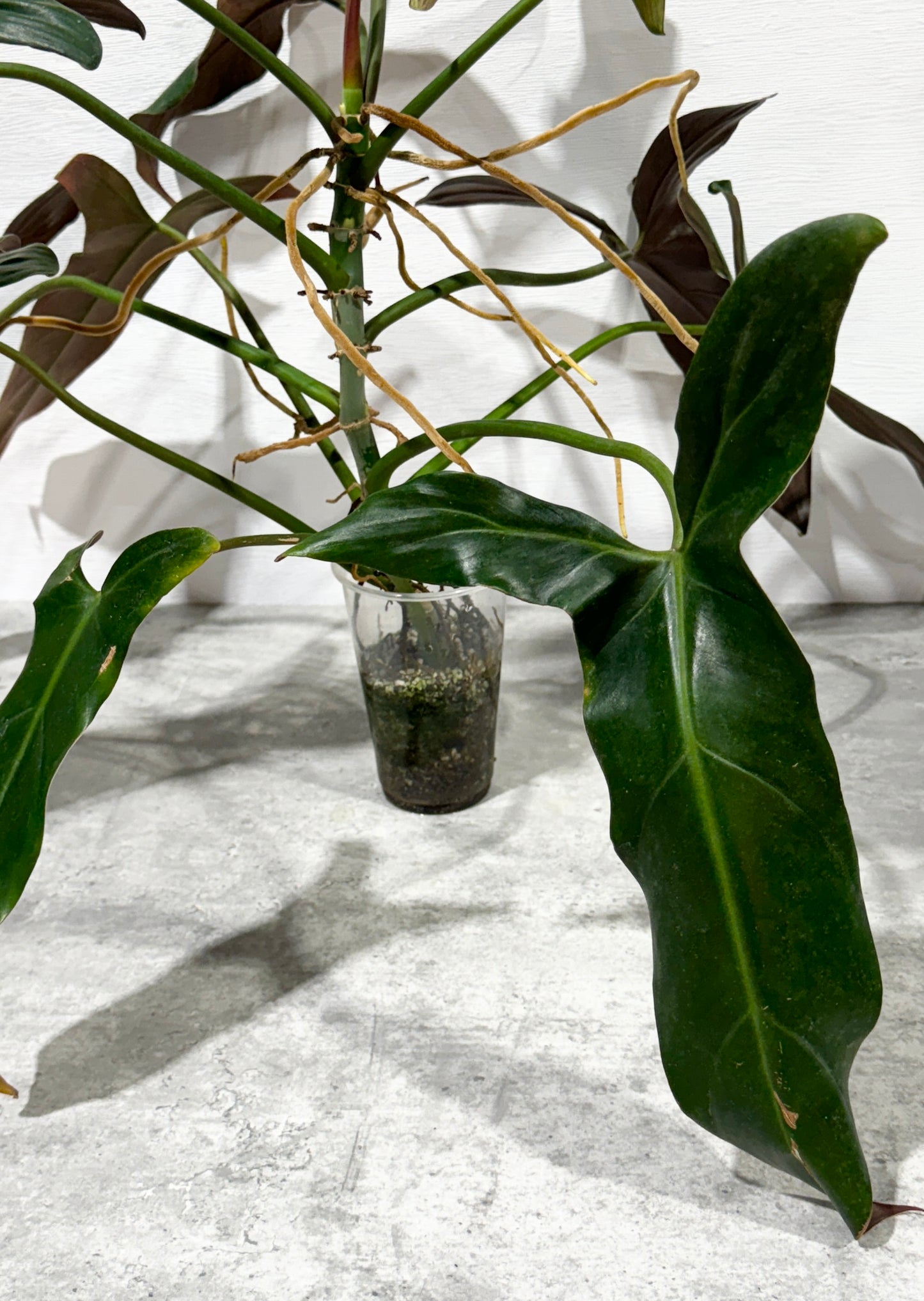 Philodendron Longilobatum ‘Lelano Miyano’