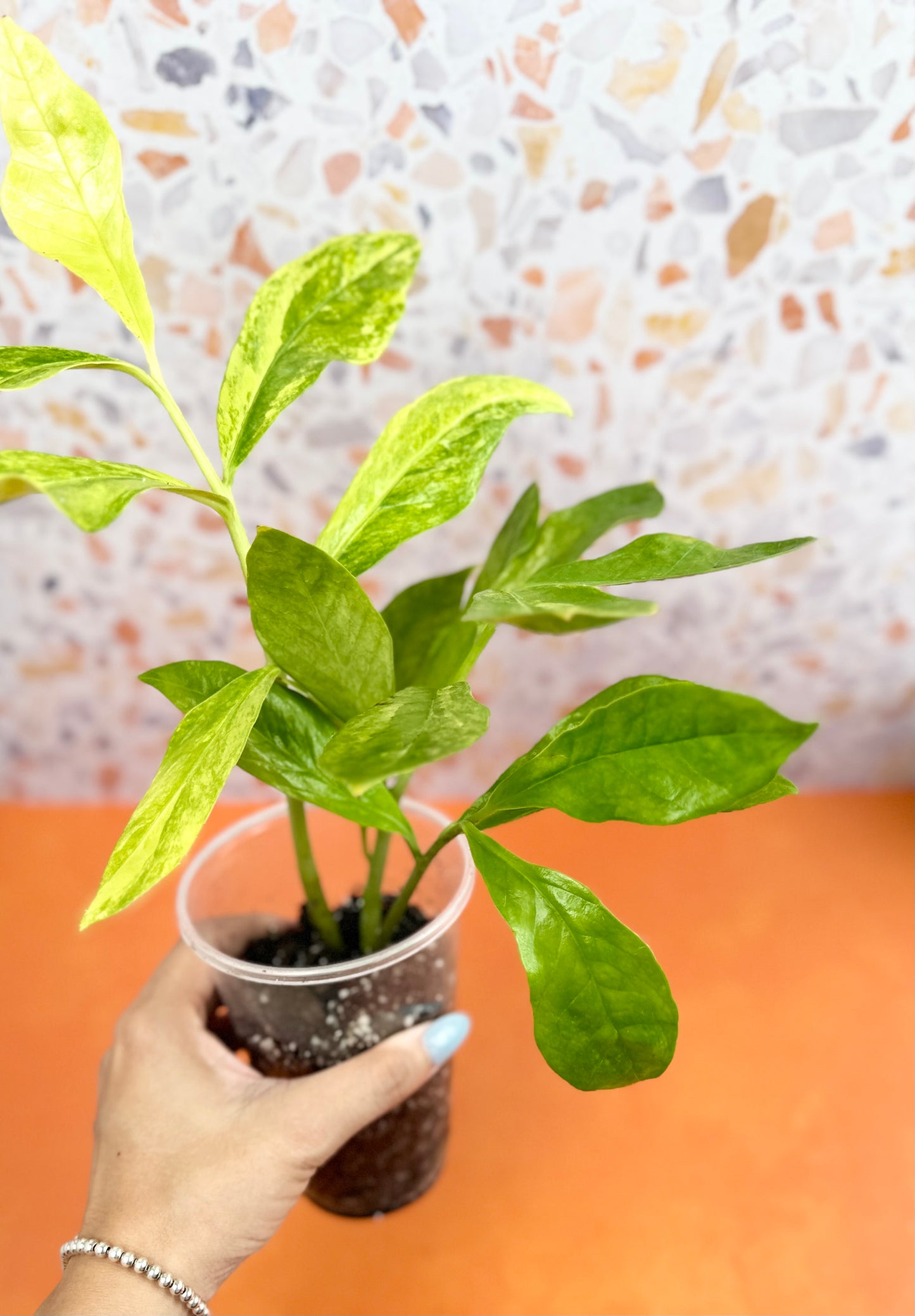 ZZ Plant variegated